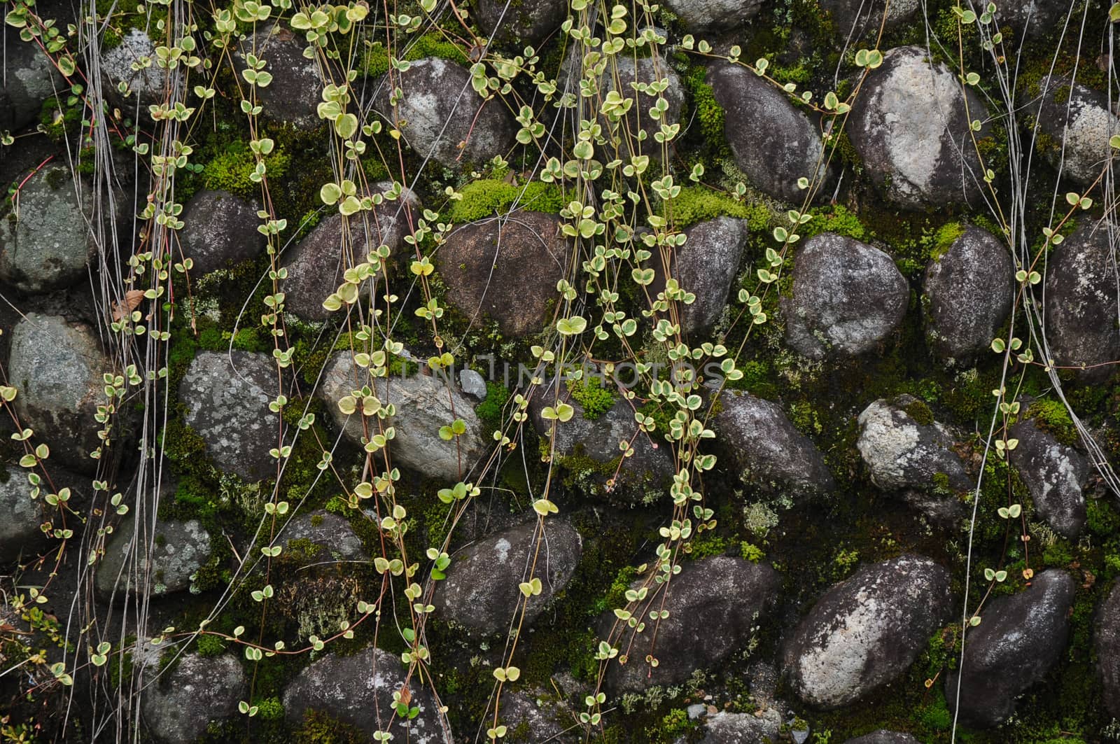 Old and wet mossy aged stone wall background by eyeofpaul