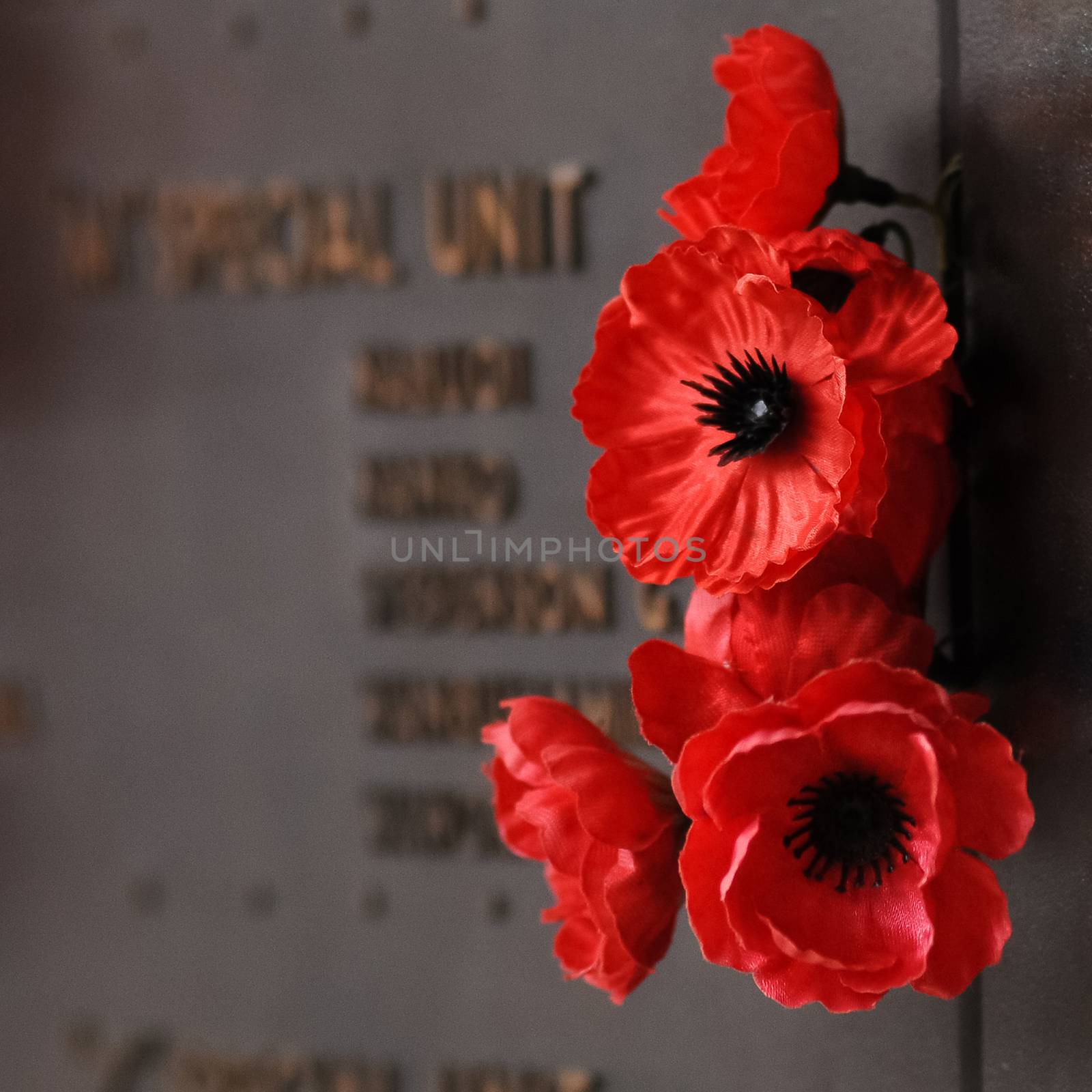 Red Poppy flower to honour the fallen veteran hero on Anzac Day