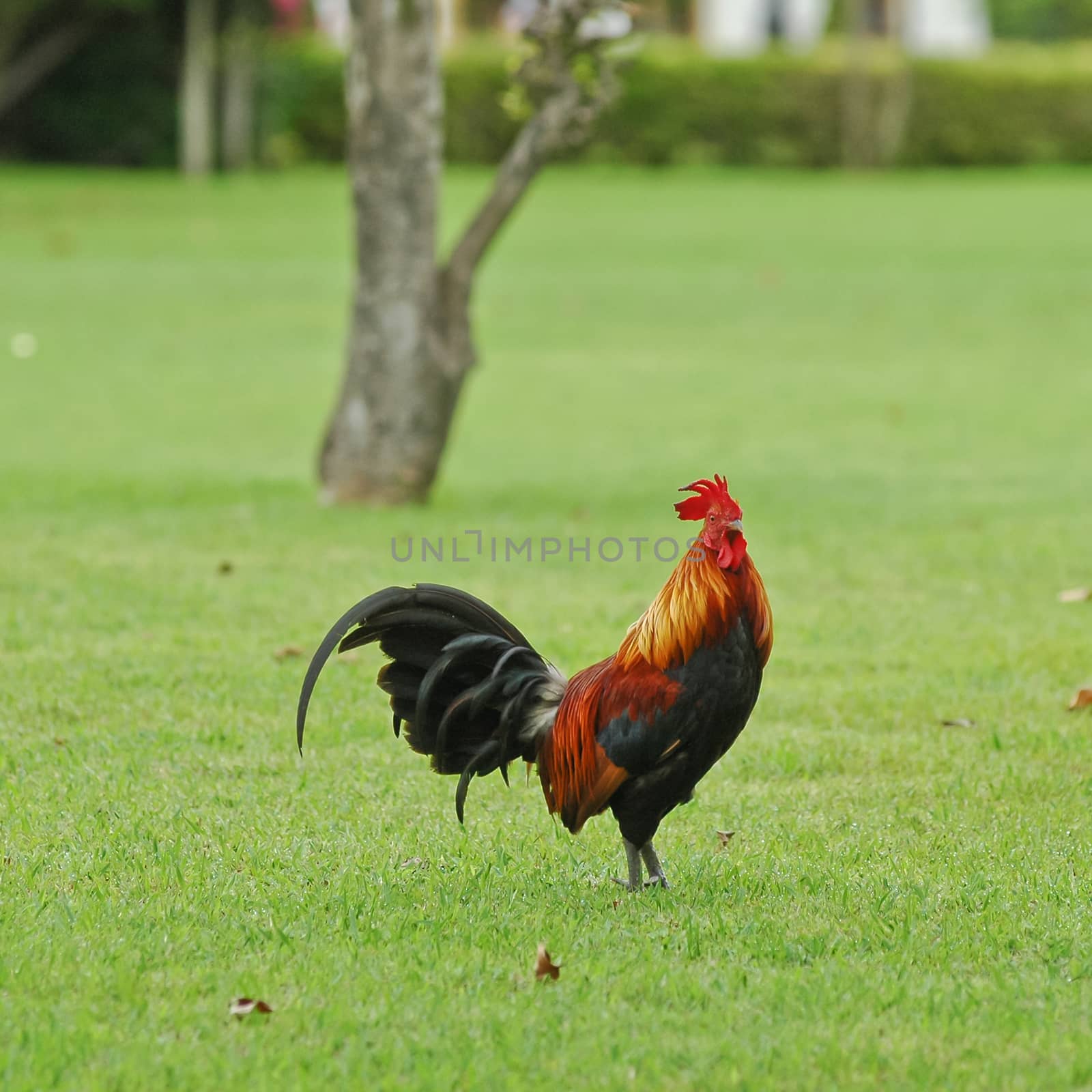 Lively chicken on the grass by eyeofpaul