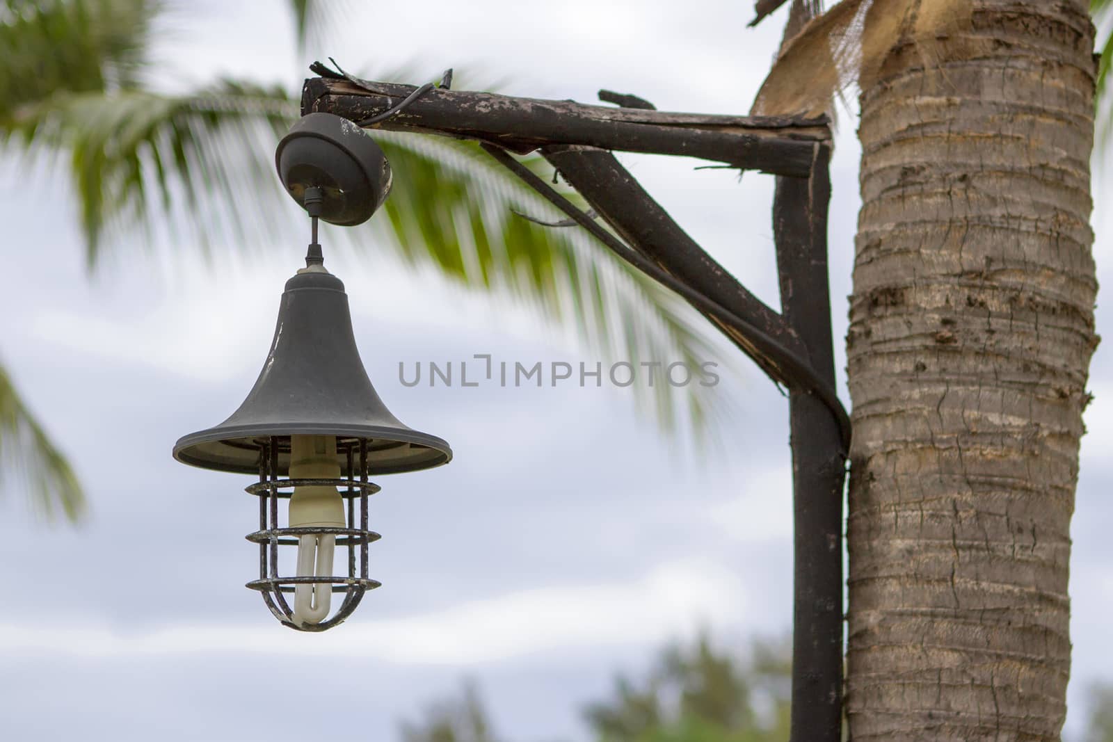 Black electric lamp next to the coconut tree by TakerWalker