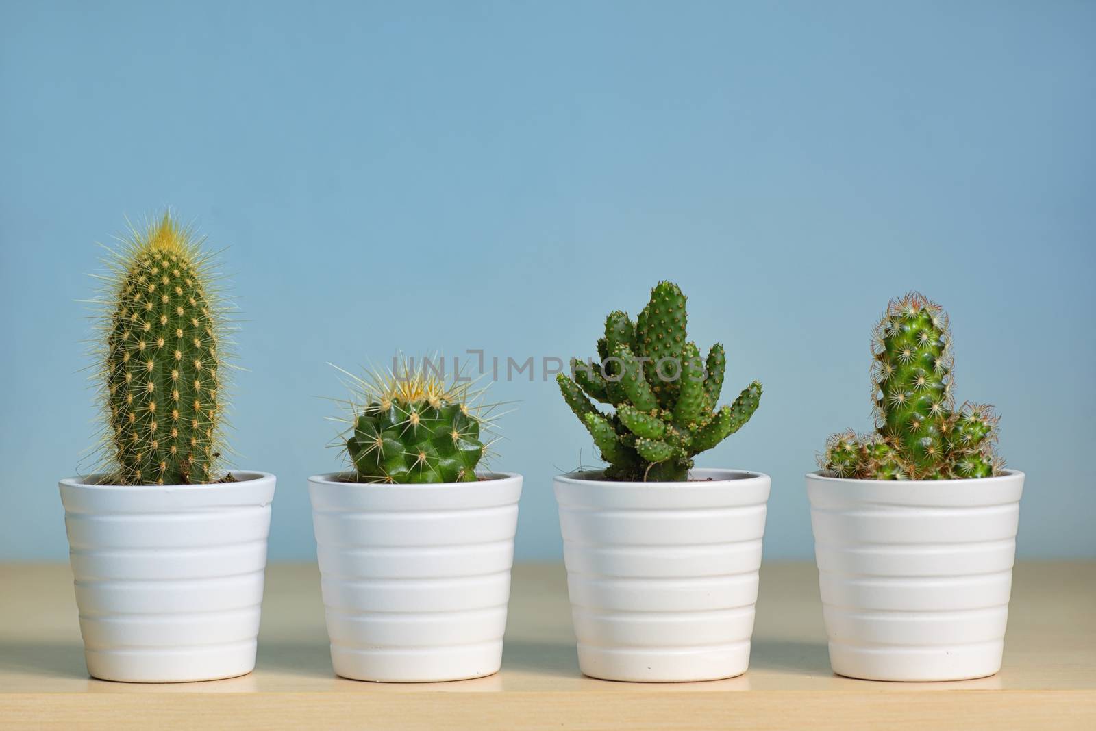 Different types of  cactus in pots on table