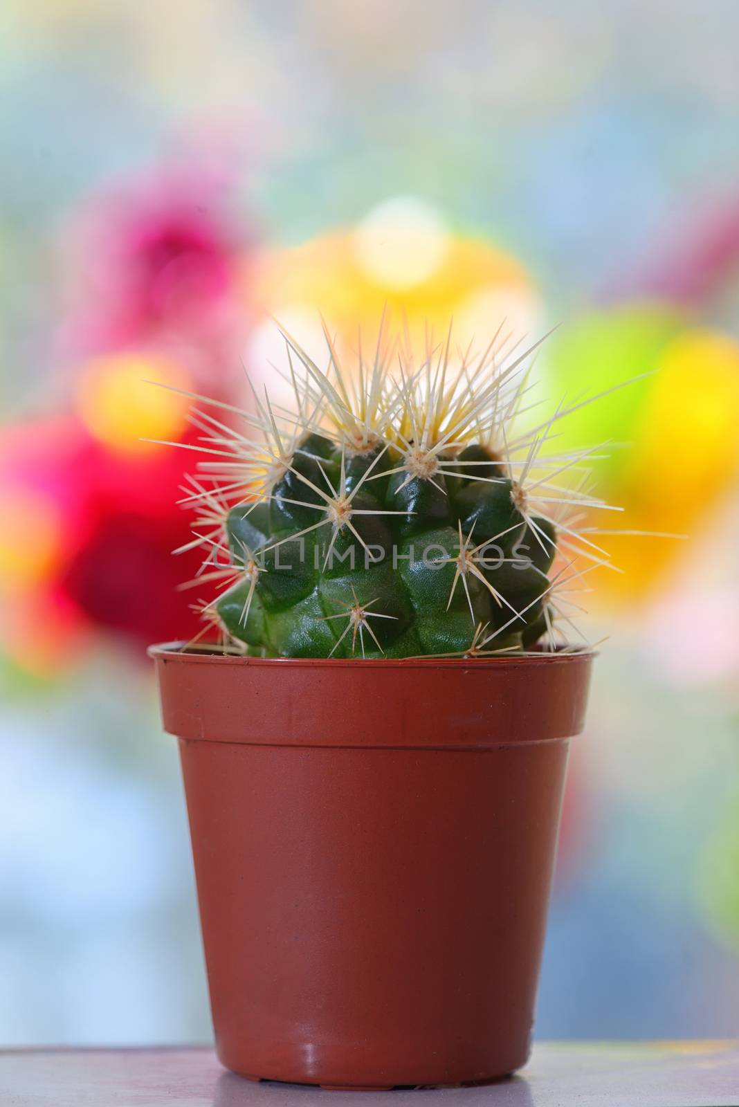 Cactus in pot on table by mady70