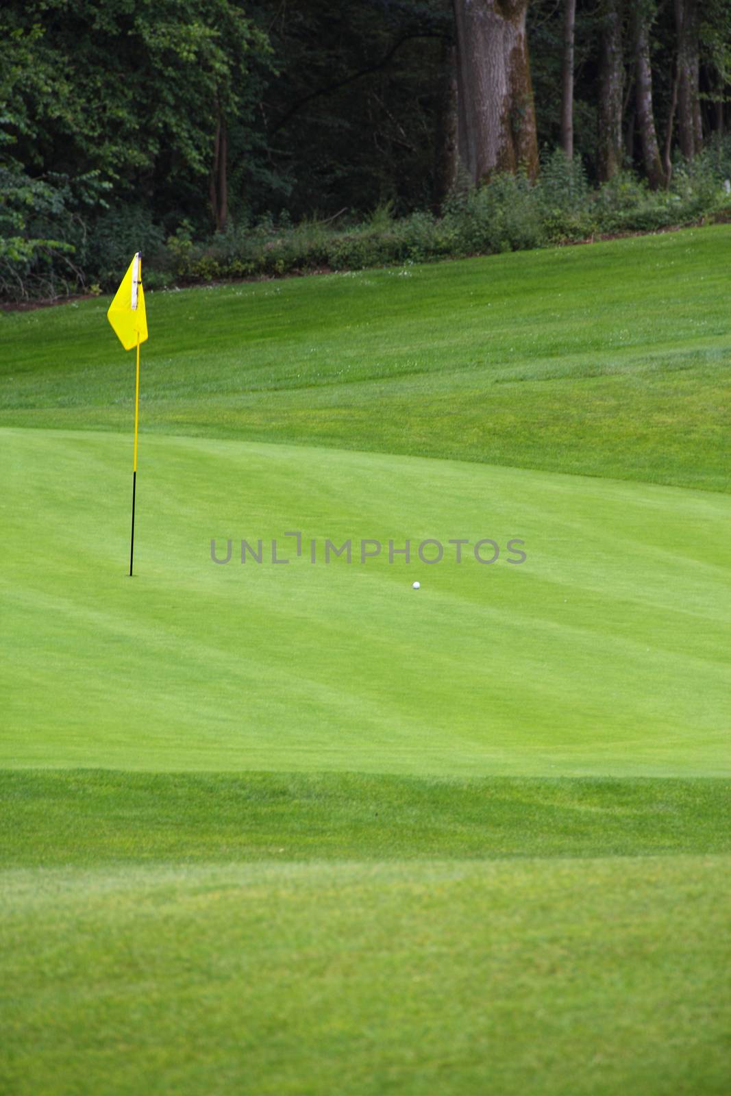 Golf flag on the green grass by destillat