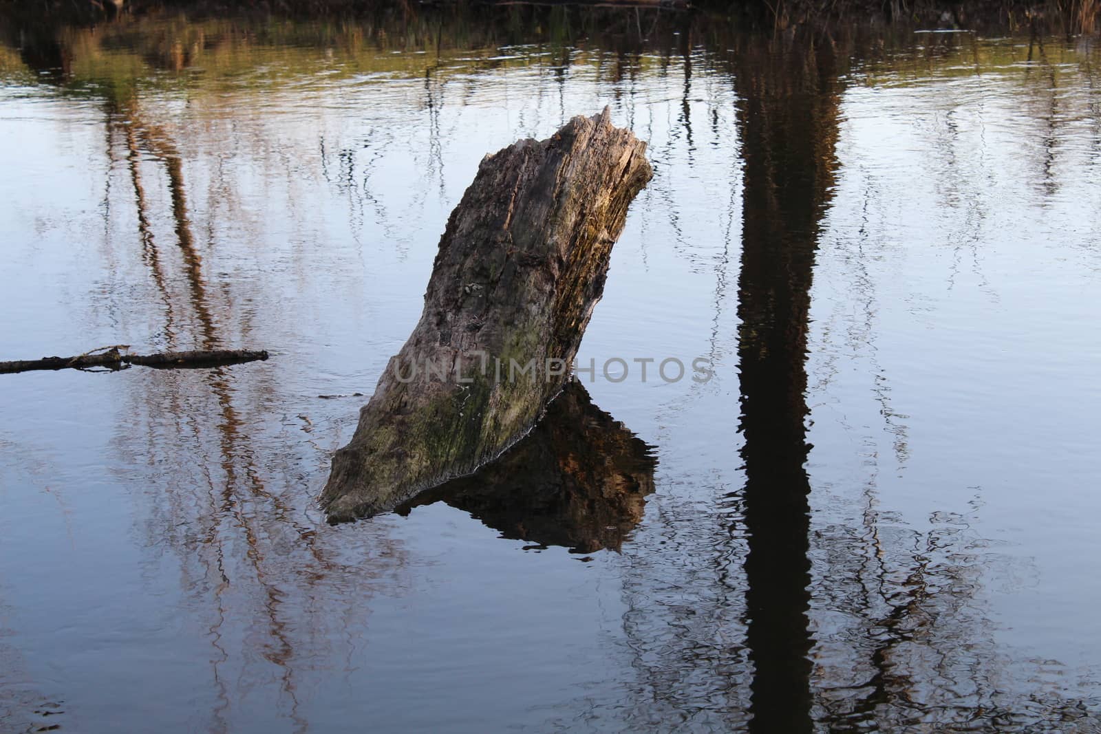 A fallen tree in the river