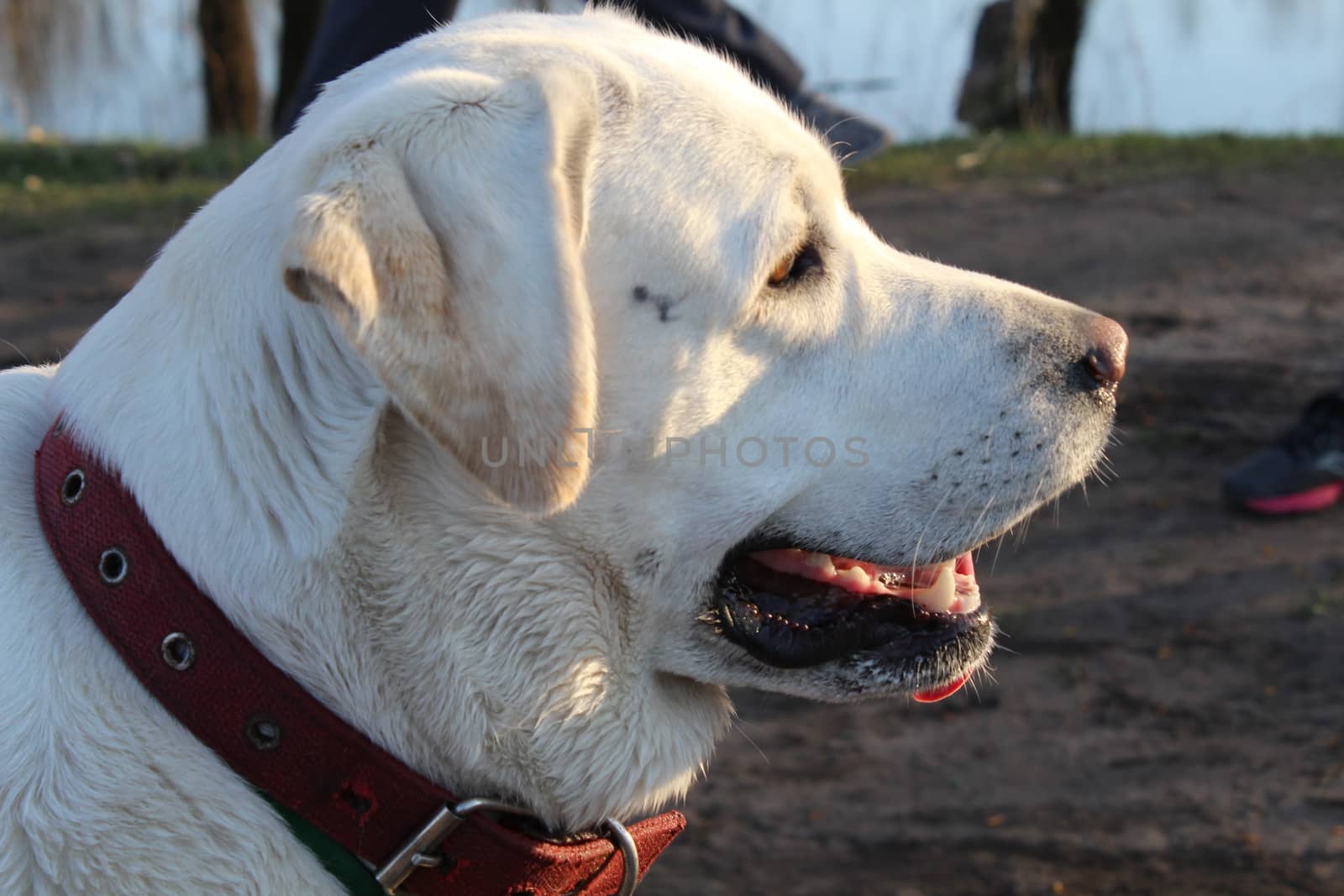 Beautiful Labrador Dog