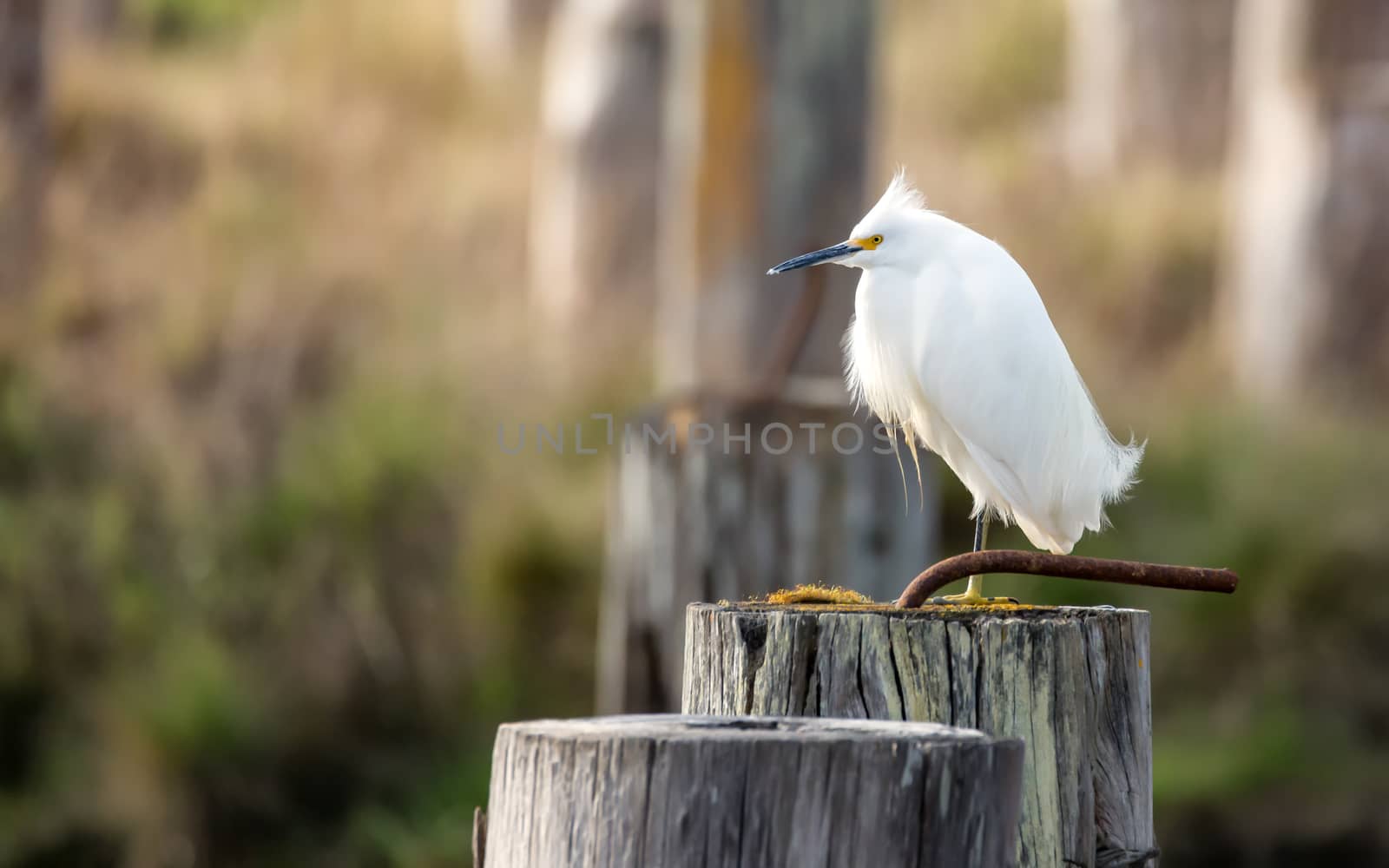 Wild Egret Perched on a Piling, Arcata, California, USA by backyard_photography