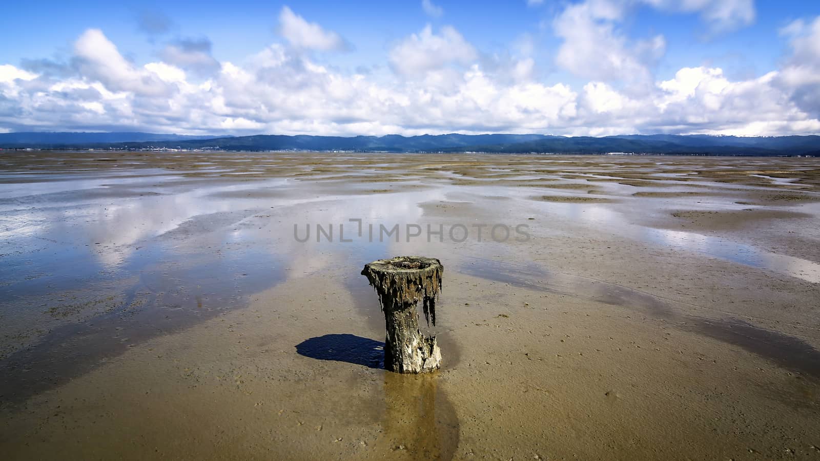 Old Piling in Humboldt Bay at Low Tide, California, USA