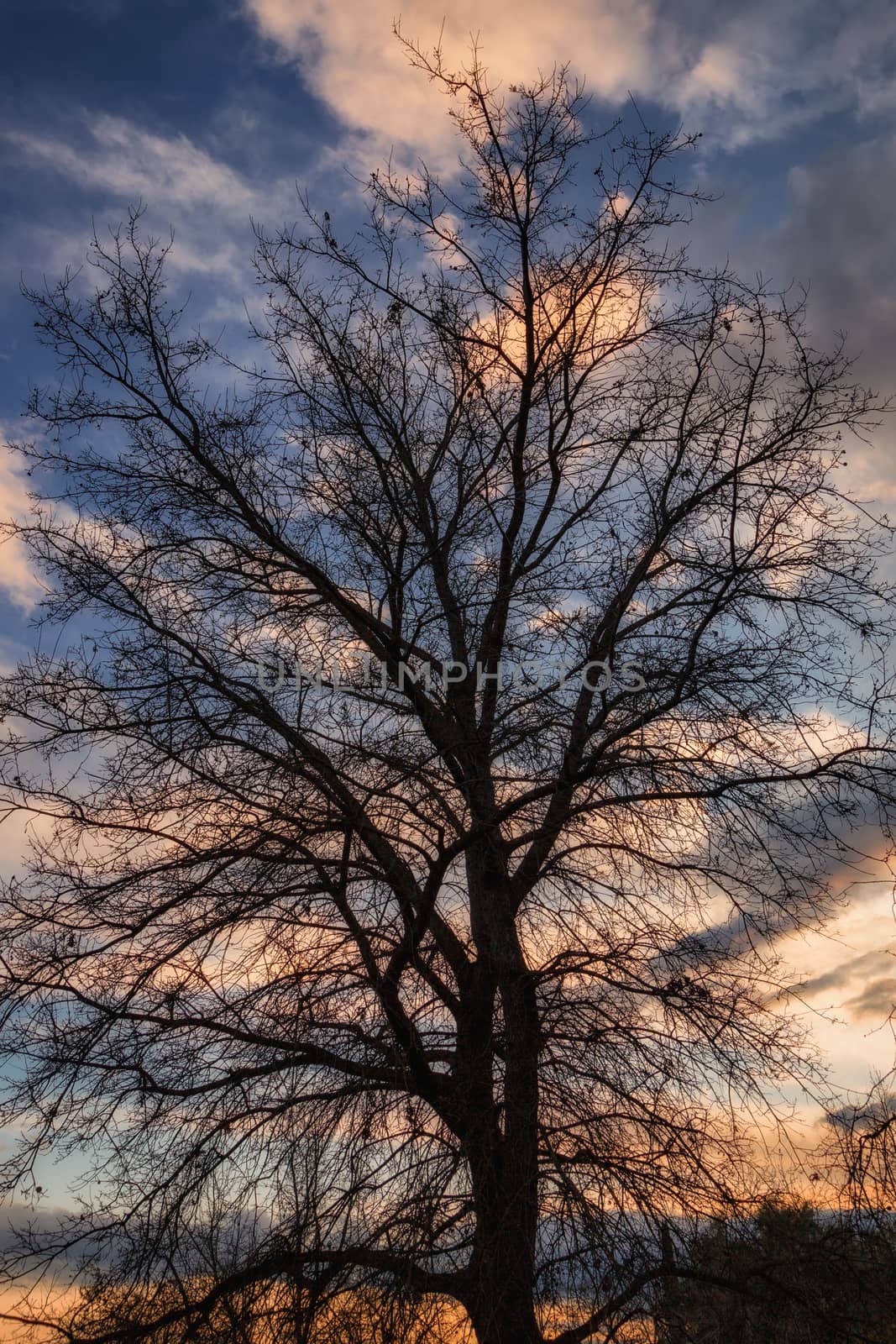 Tree Under A Colorful Sunset by backyard_photography