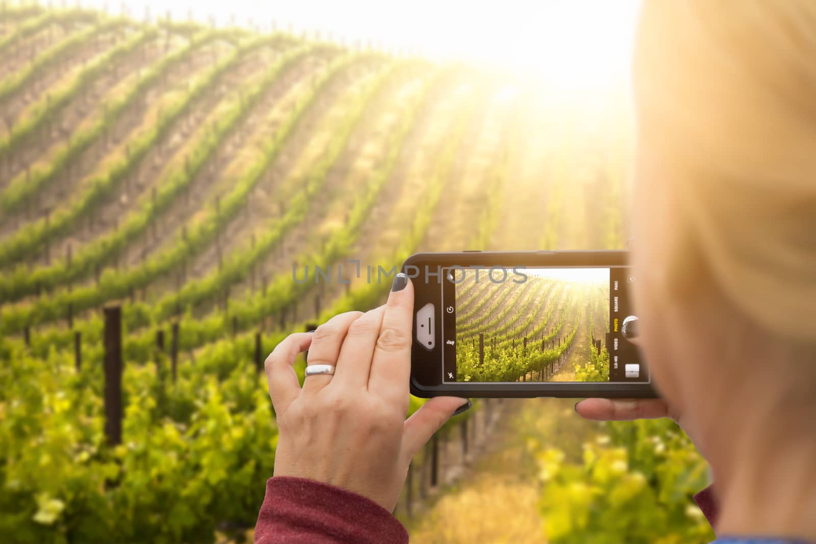 Woman Taking Pictures of A Grape Vineyard with Her Smart Phone by Feverpitched