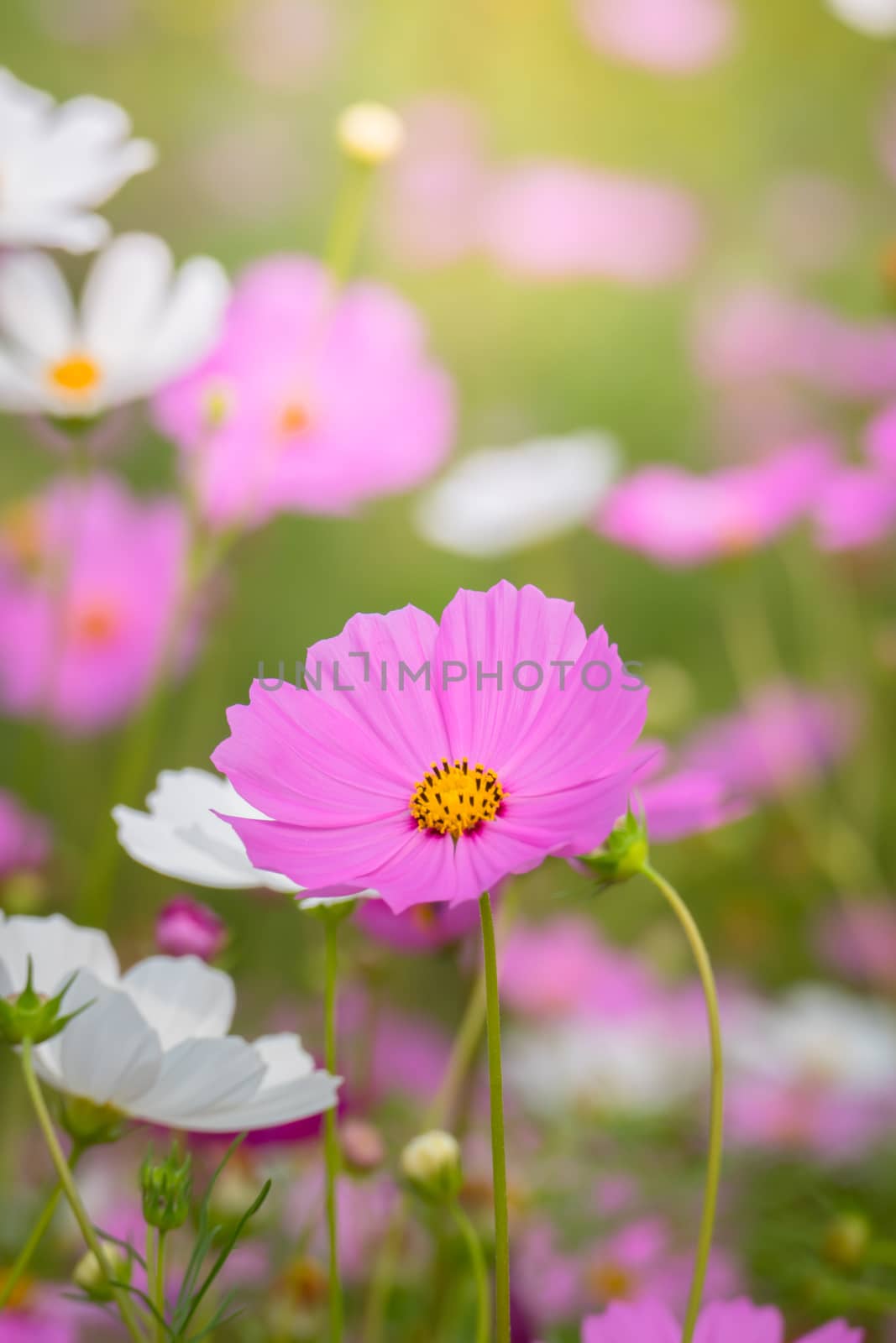 The background image of the colorful flowers, background nature