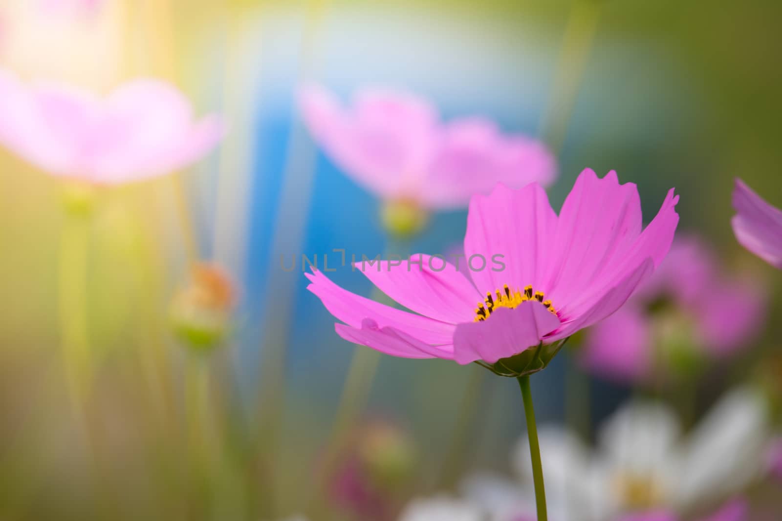 The background image of the colorful flowers, background nature