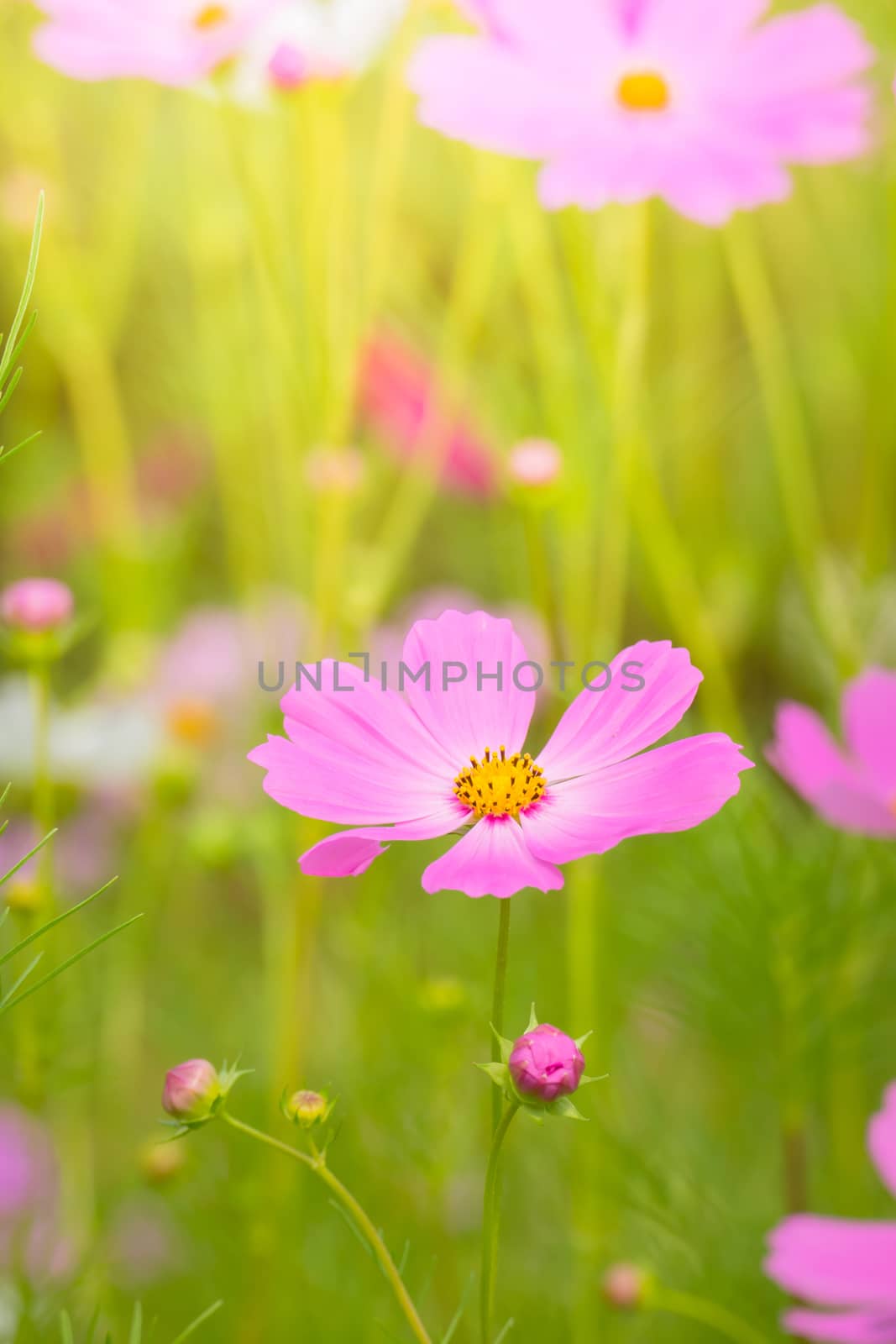 The background image of the colorful flowers, background nature