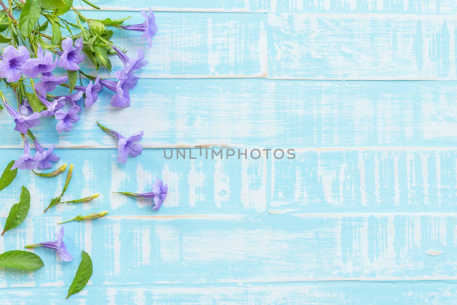 Flowers on a pastel bright blue wooden background. Spring and su by spukkato