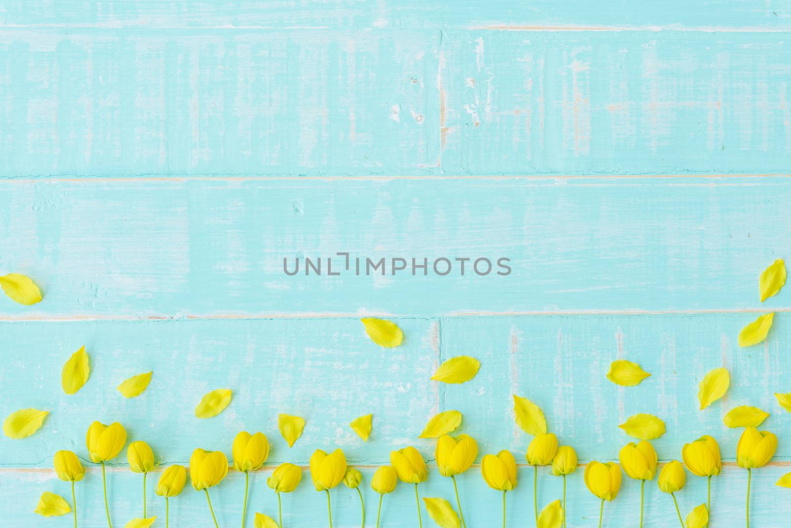 Yellow Flowers on a pastel bright blue wooden background. Spring and summer concept.