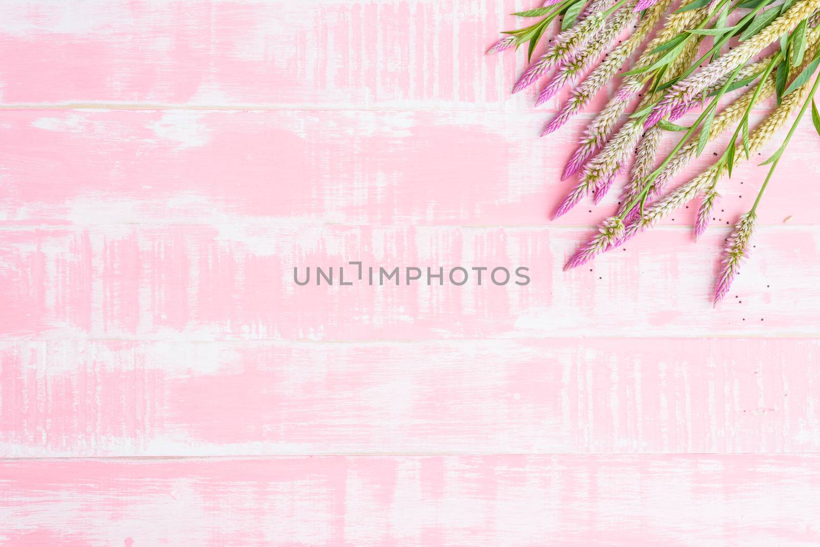 Flowers on a pastel bright pink wooden background. Spring and su by spukkato