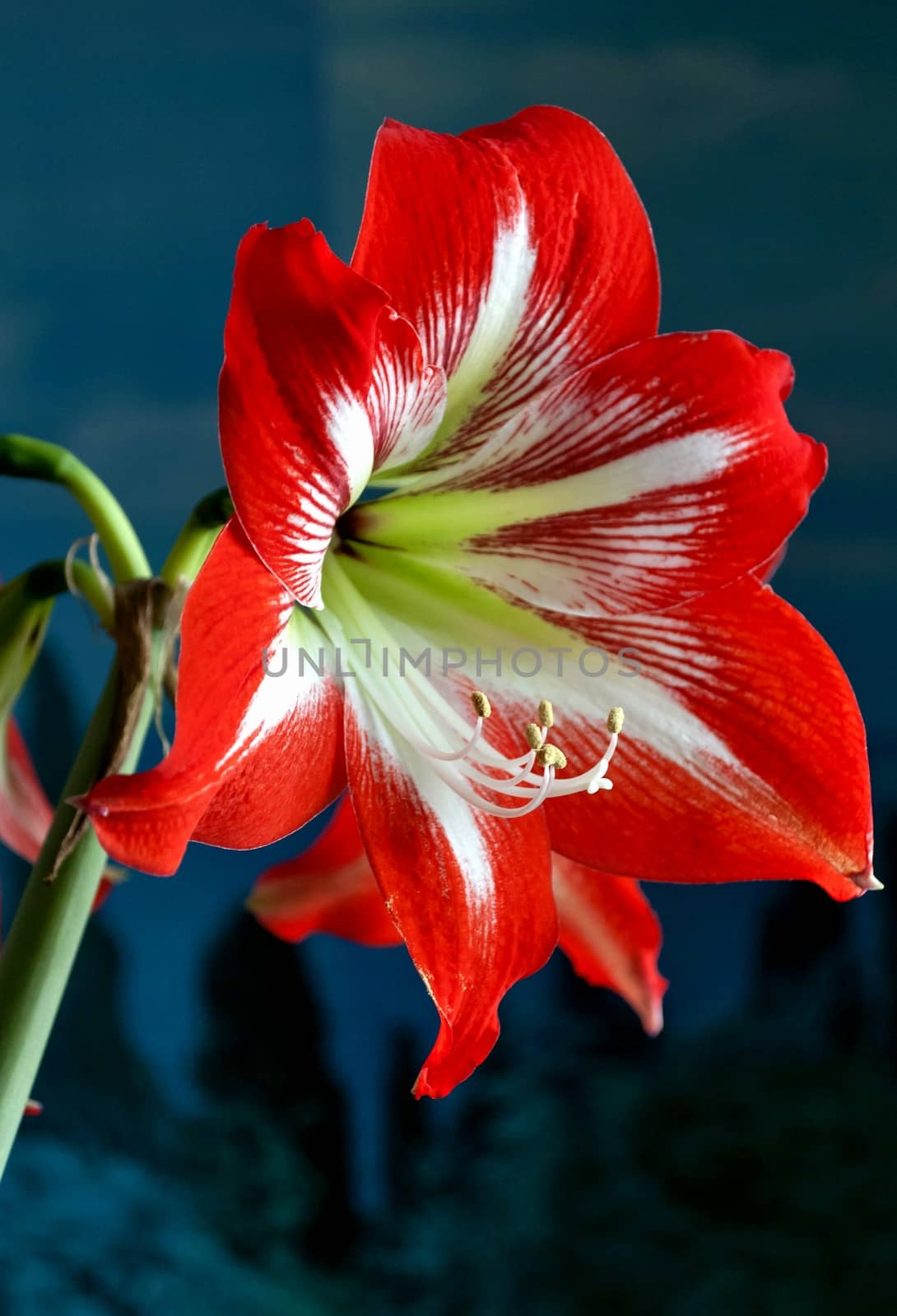 Large flowering Hippeastrum or amarillis, flowers on the windowsill