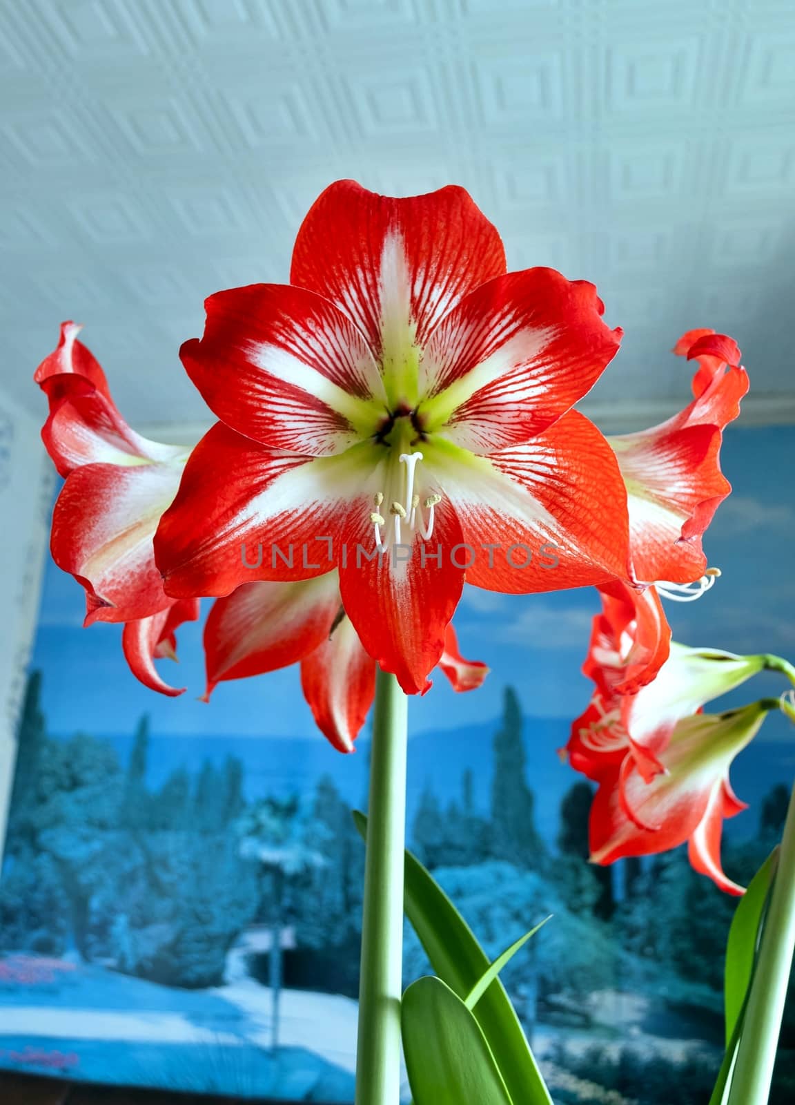 Large flowering Hippeastrum or amarillis, flowers on the windowsill