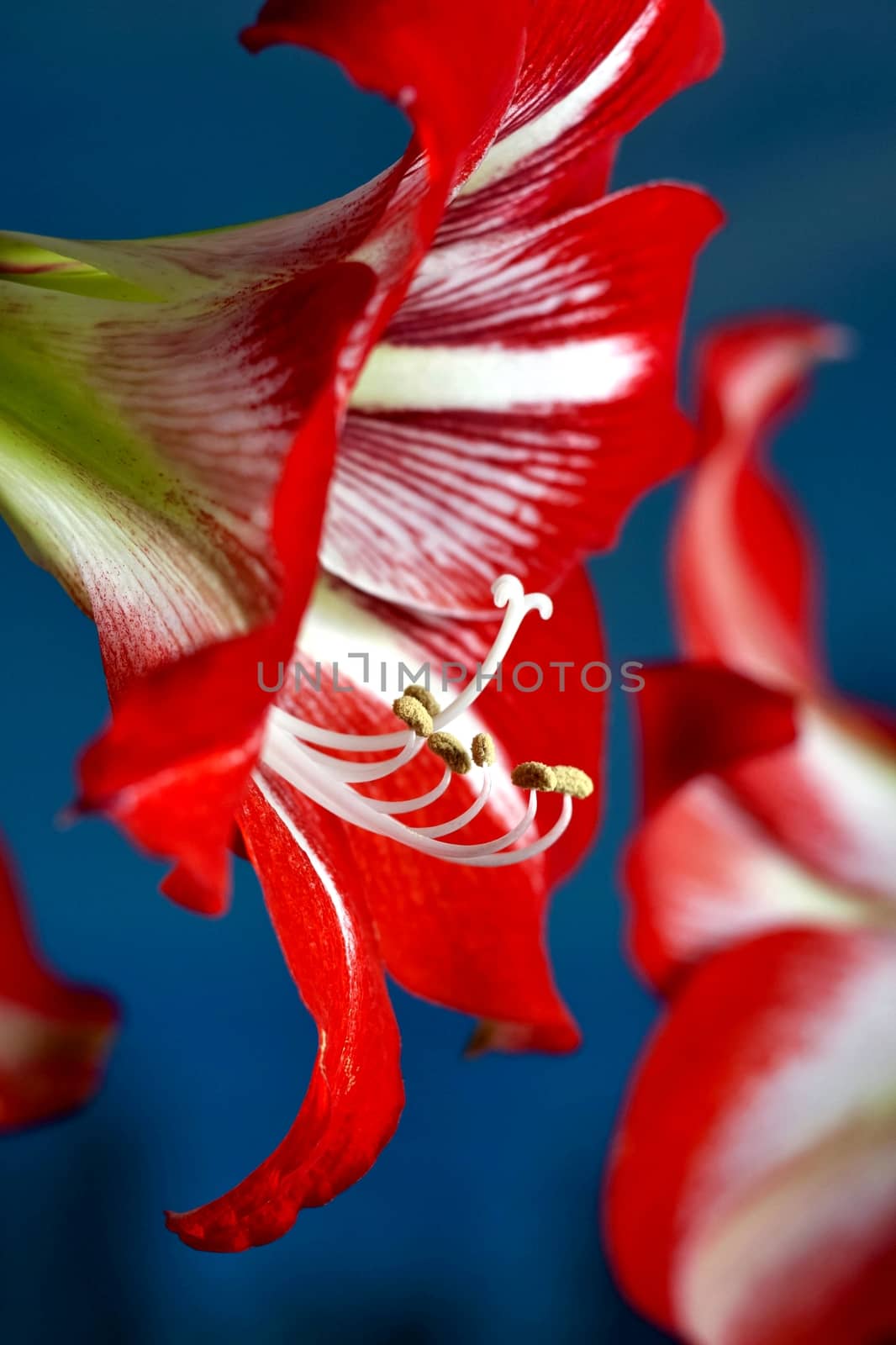 Red amarillis flower, macro by valerypetr