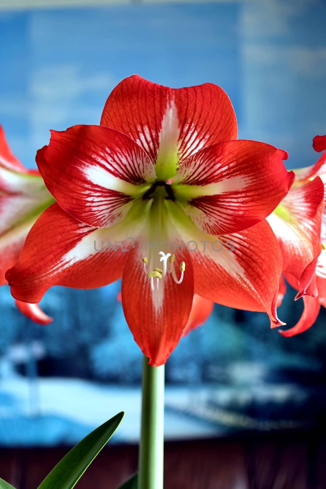 beautiful Red amarillis flower on blue background