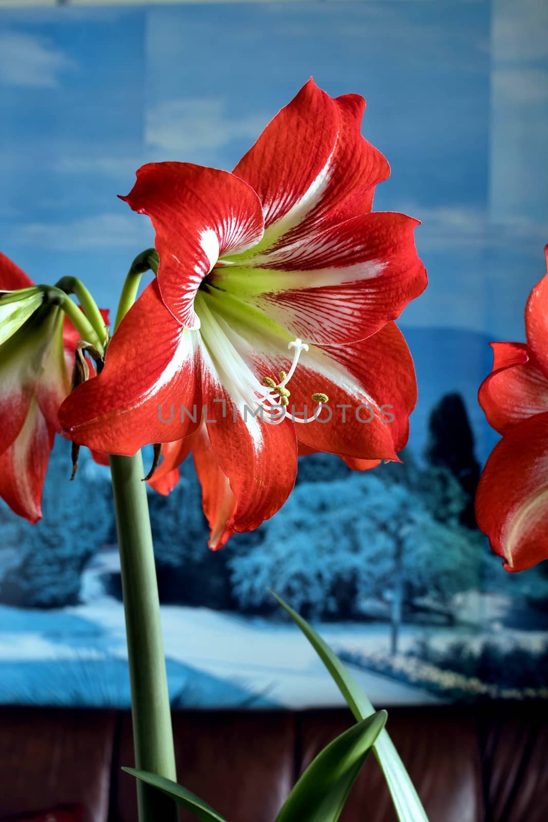 beautiful Red amarillis flower on blue background