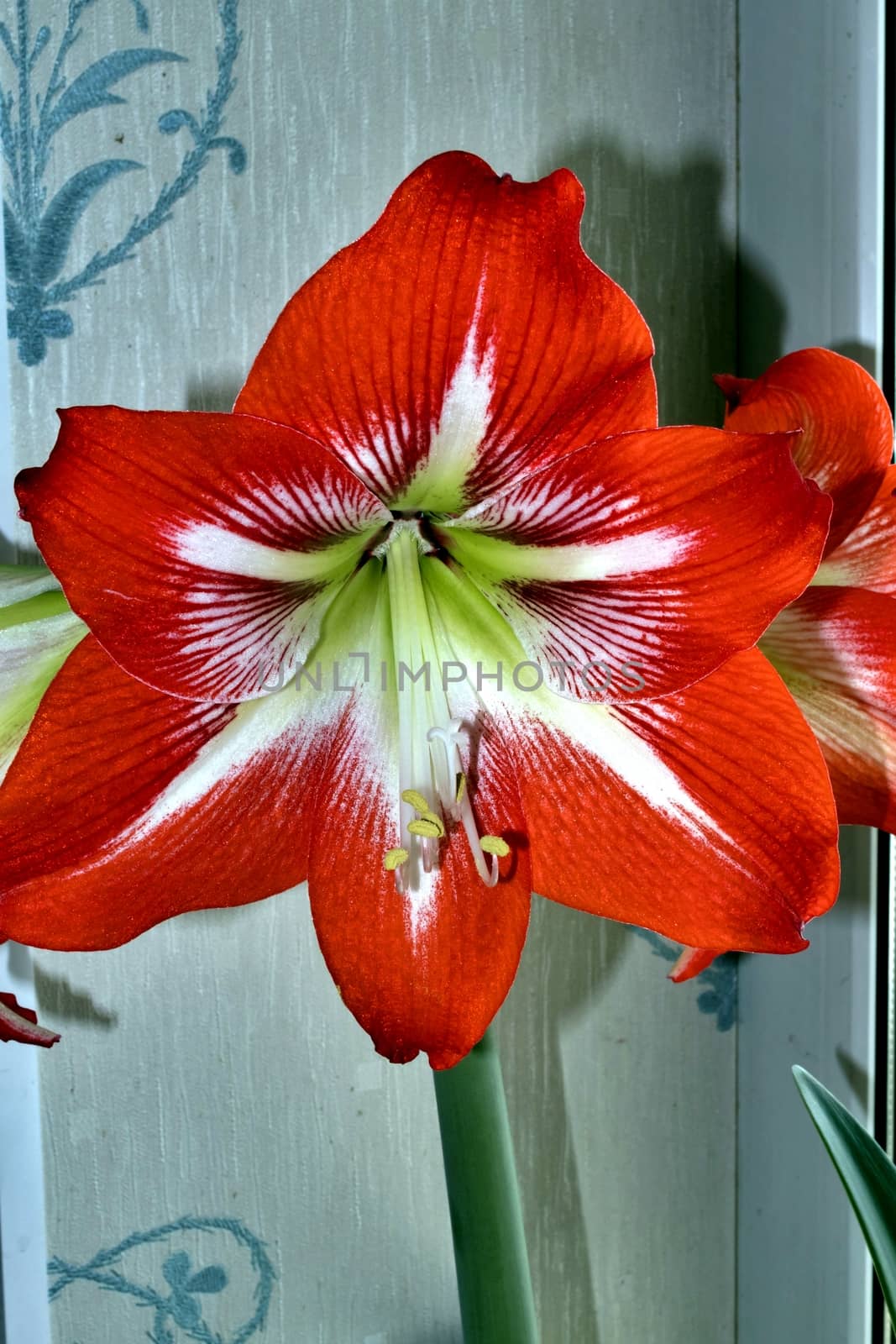 Large flowering amarillis or Hippeastrum by valerypetr