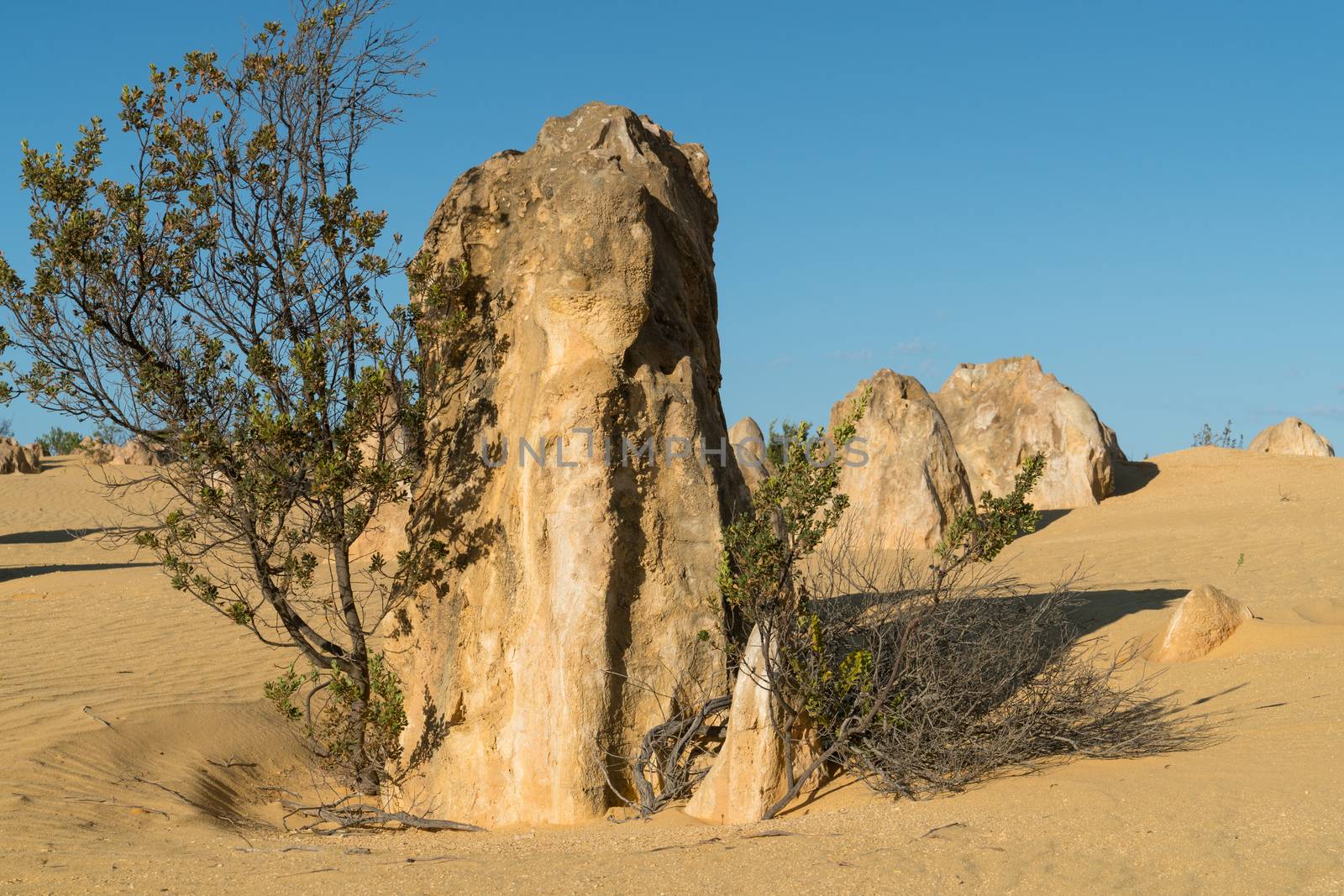 Pinnacles Desert in early morning light, Nambung National Park, Western Australia