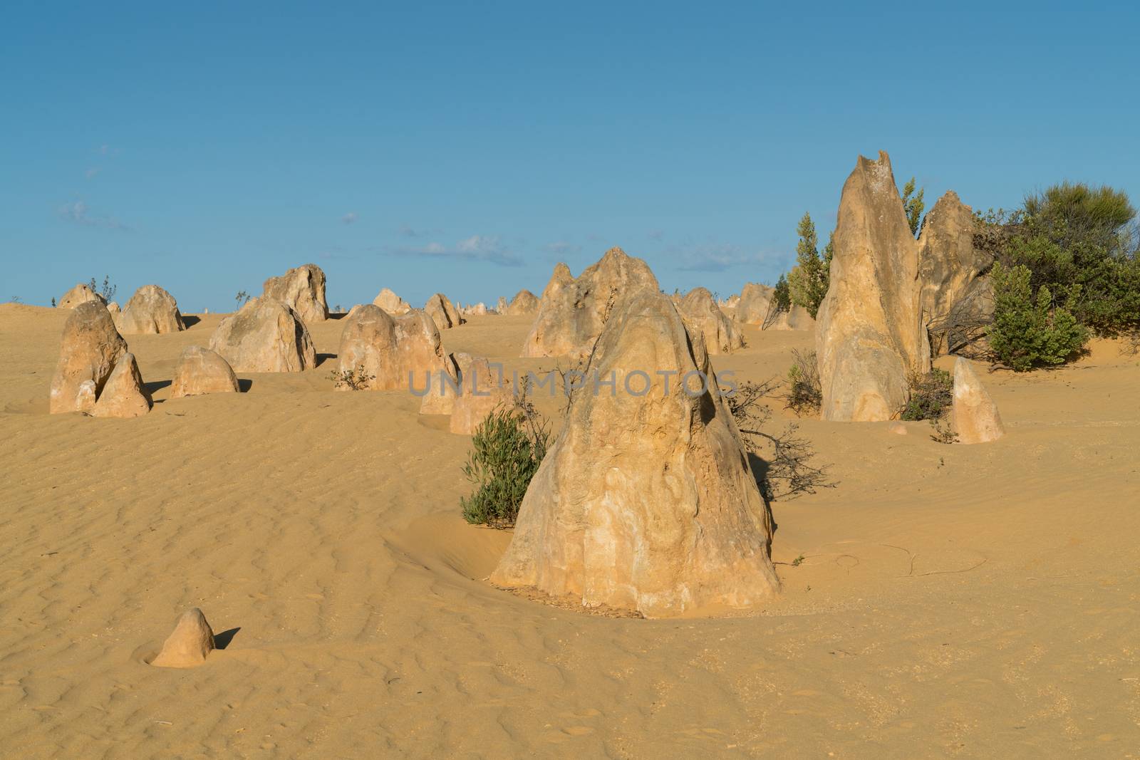 Pinnacles Desert in early morning light, Nambung National Park, Western Australia