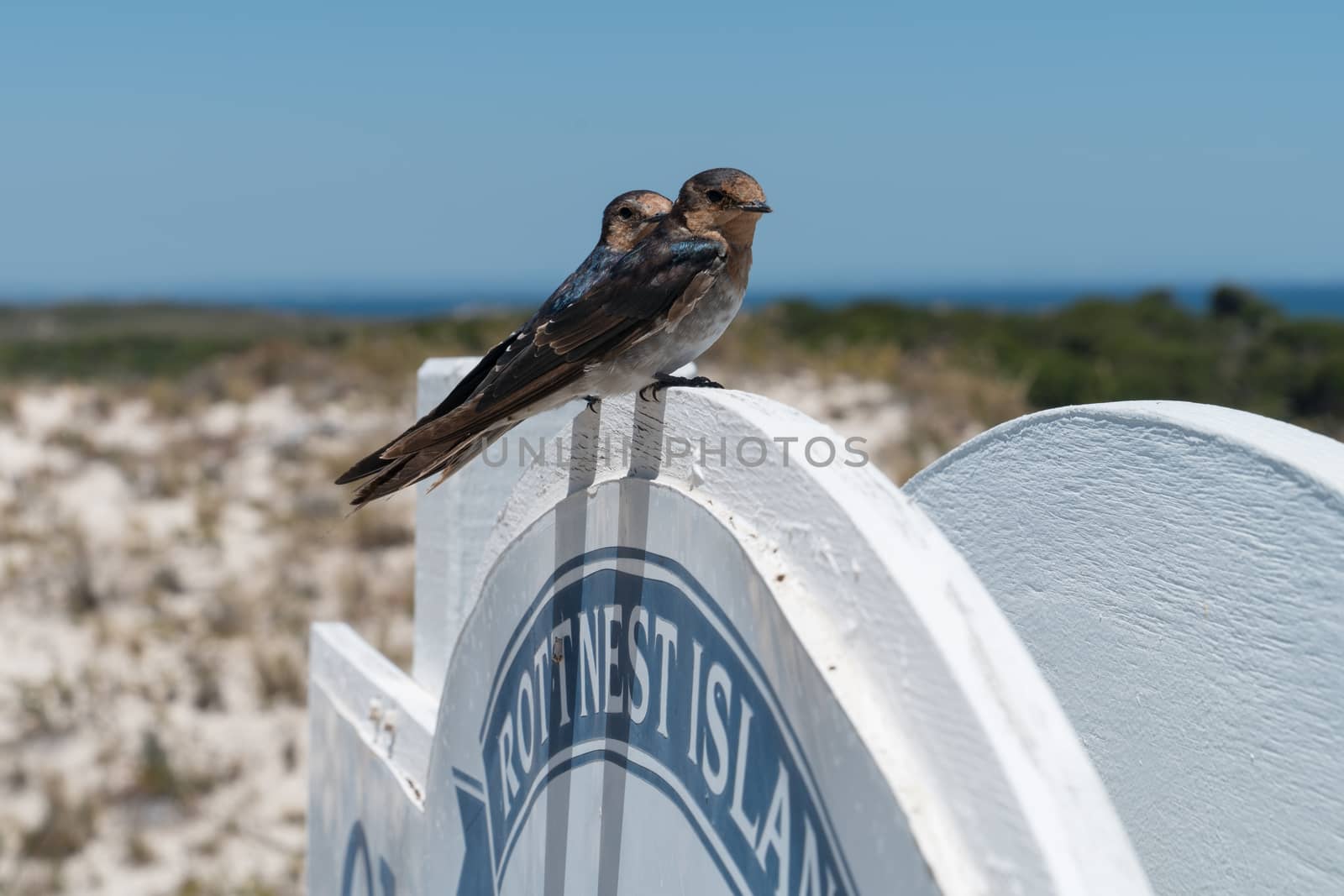 Welcome Swallow, Hirundo neoxena, image was taken on Rottnest Island, Western Australia