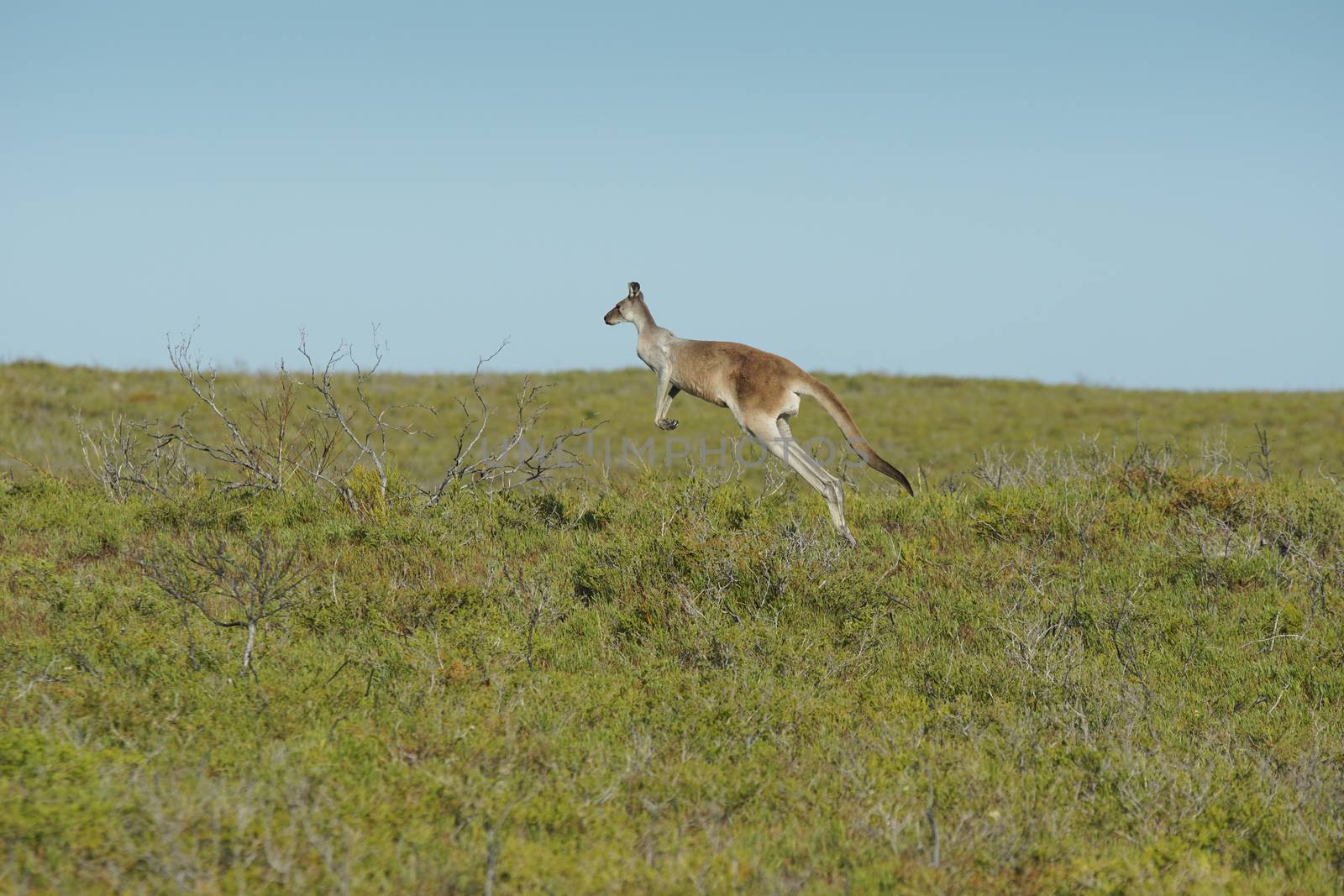 Red Kangaroo, Macropus rufus, photo was taken in the Nambung National Park, Western Australia