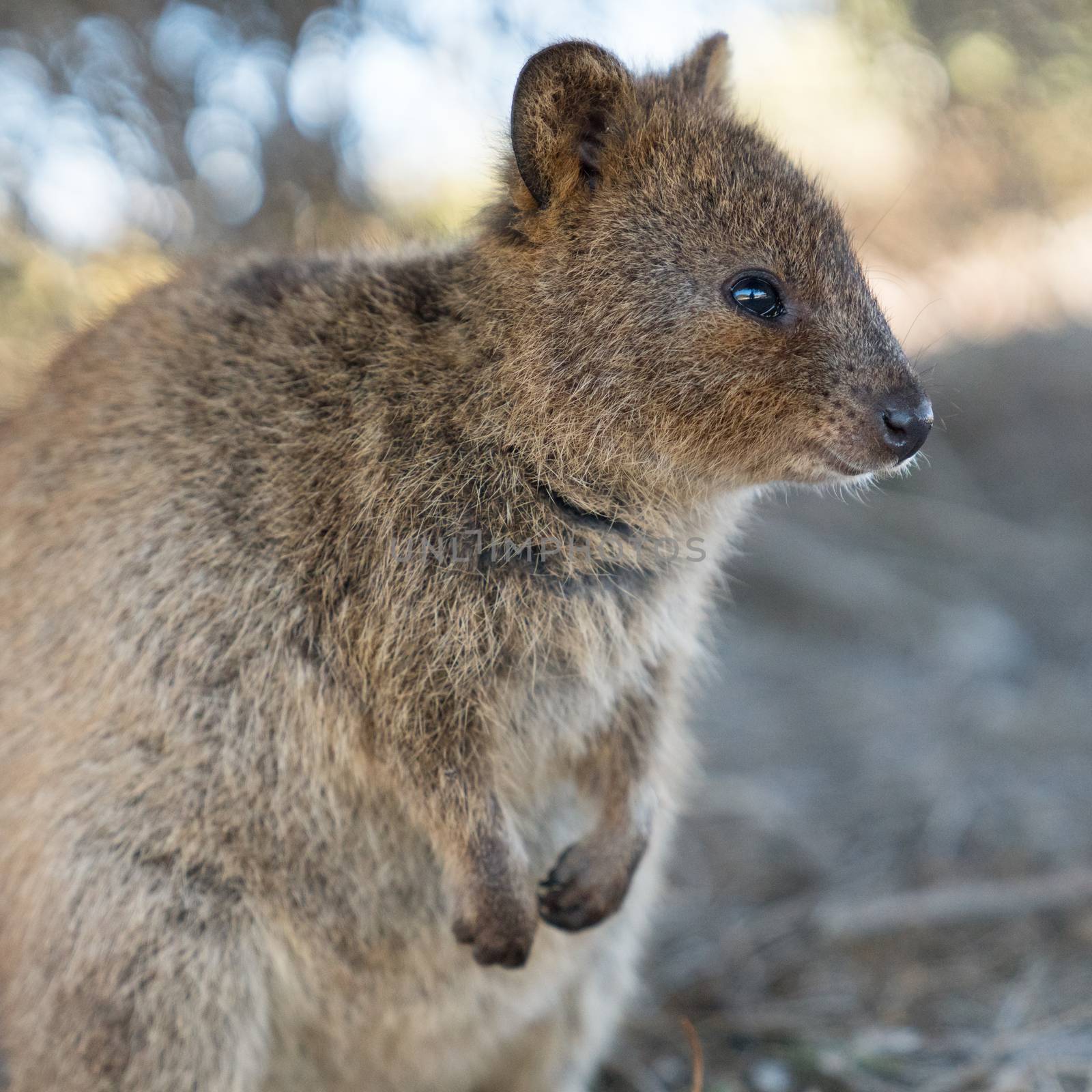 Wildlife of Australia by alfotokunst