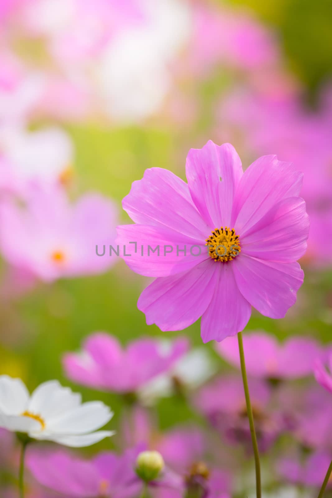 The background image of the colorful flowers, background nature