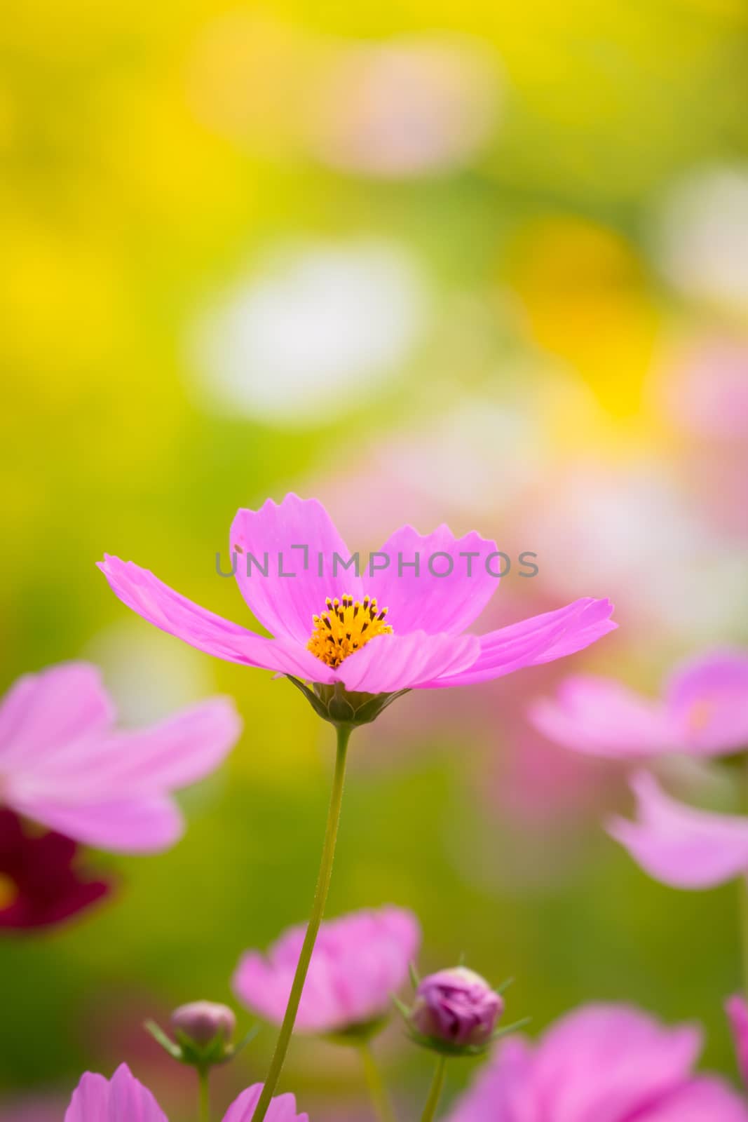 The background image of the colorful flowers, background nature