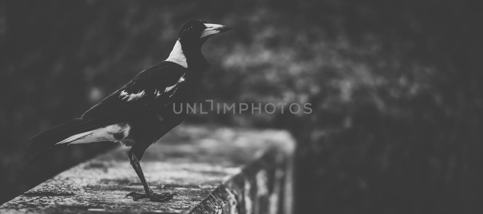 Australian magpie outdoors by artistrobd