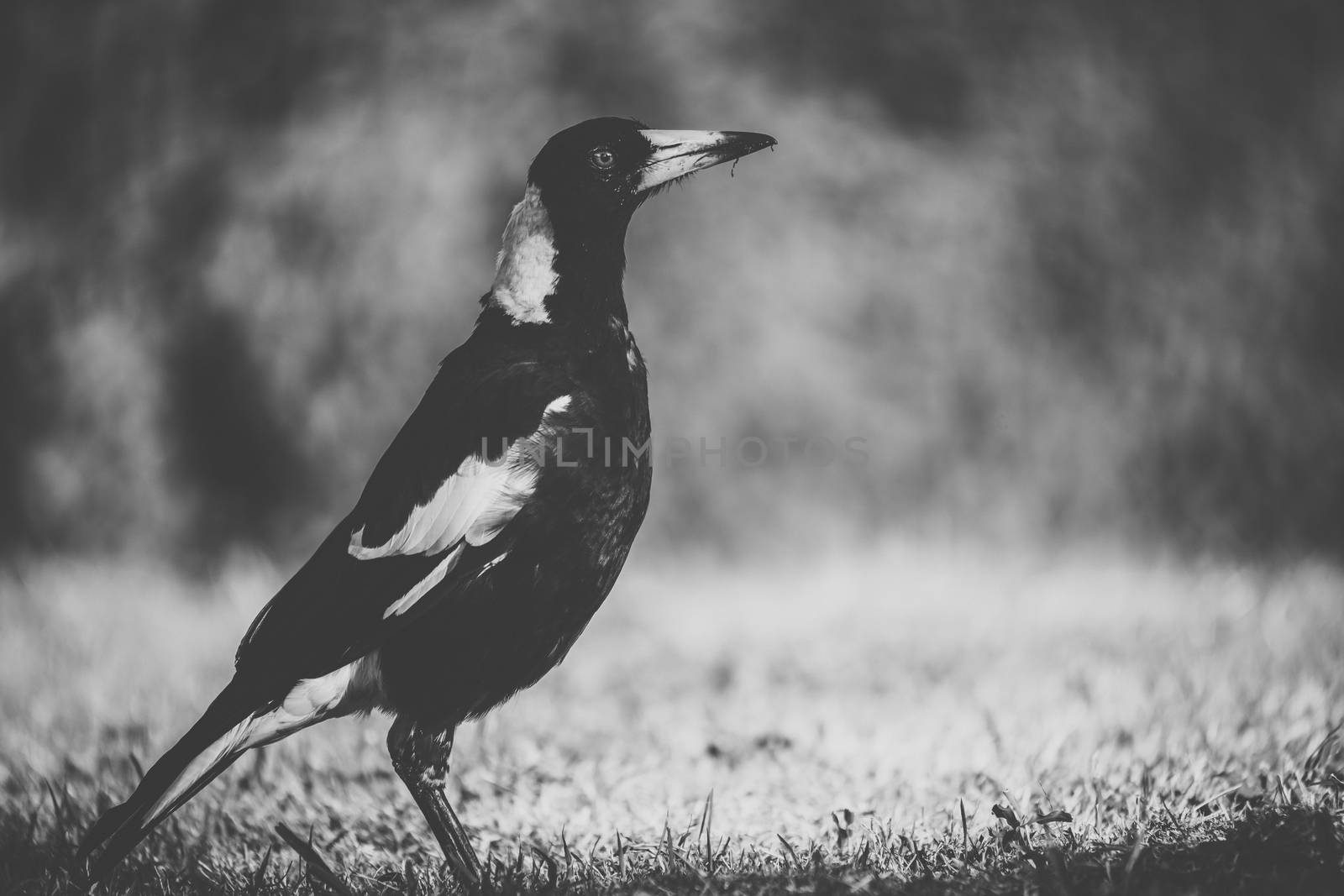 Australian magpie outside during the day time.