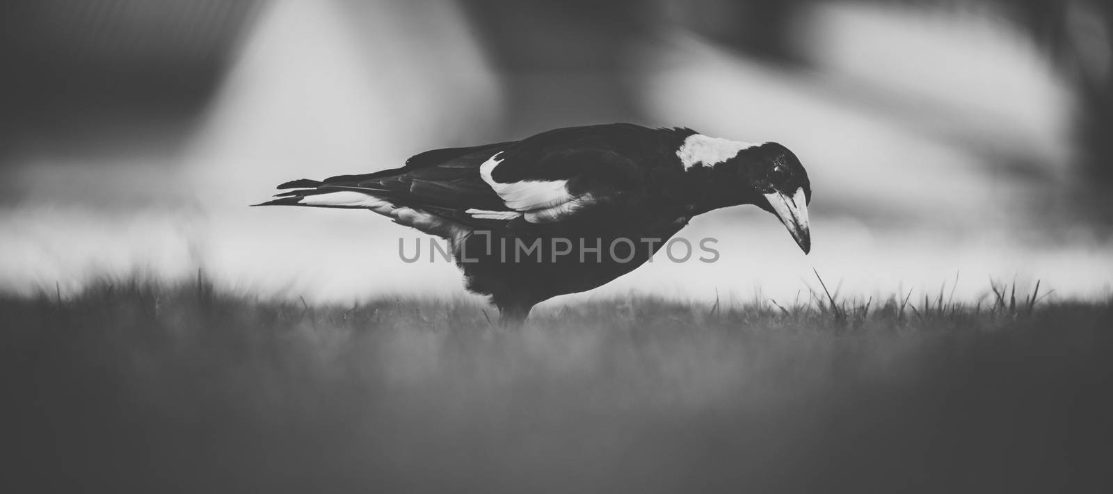 Australian magpie outside during the day time.