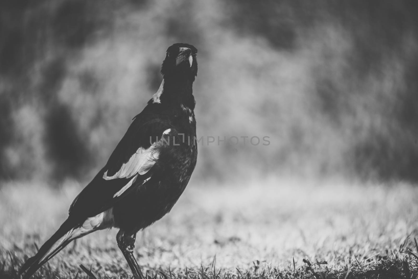 Australian magpie outside during the day time.