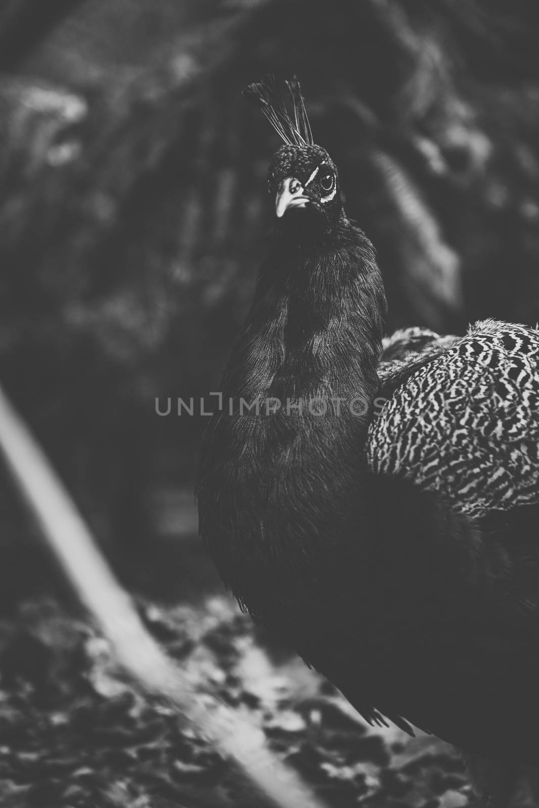 Peacock outdoors during the daytime amongst nature.