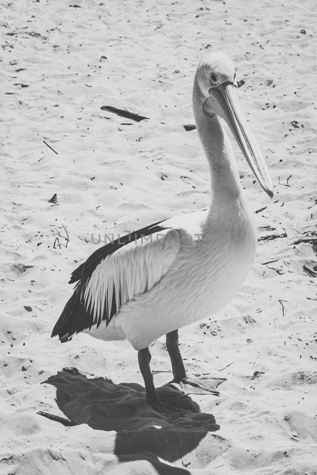 Pelican outside during the day by artistrobd