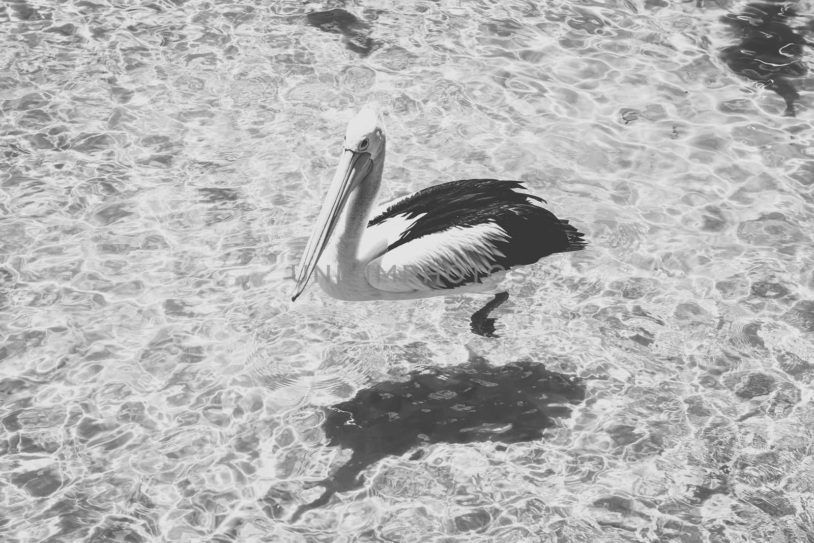 Pelican outside during the day by artistrobd