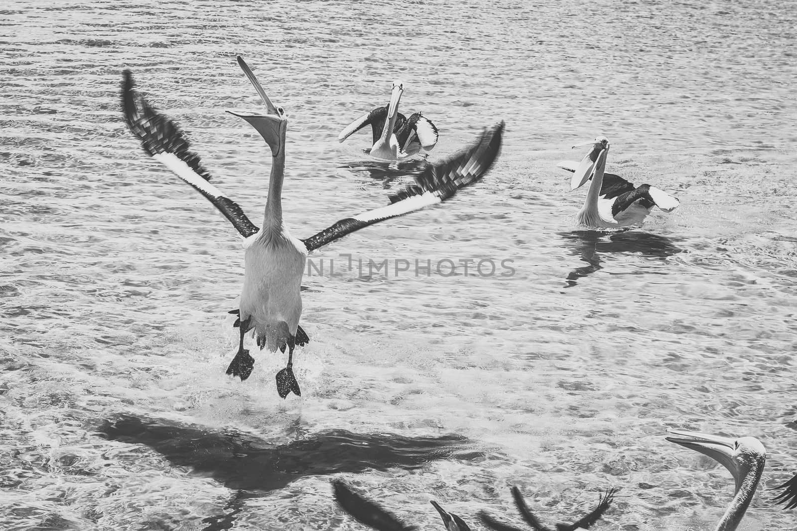 Pelicans outside during the day time.