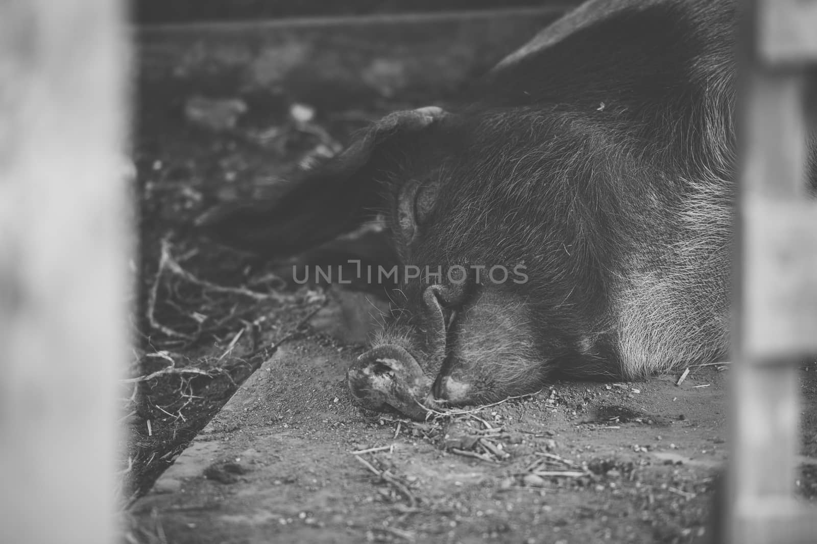 Pig on the farm. by artistrobd