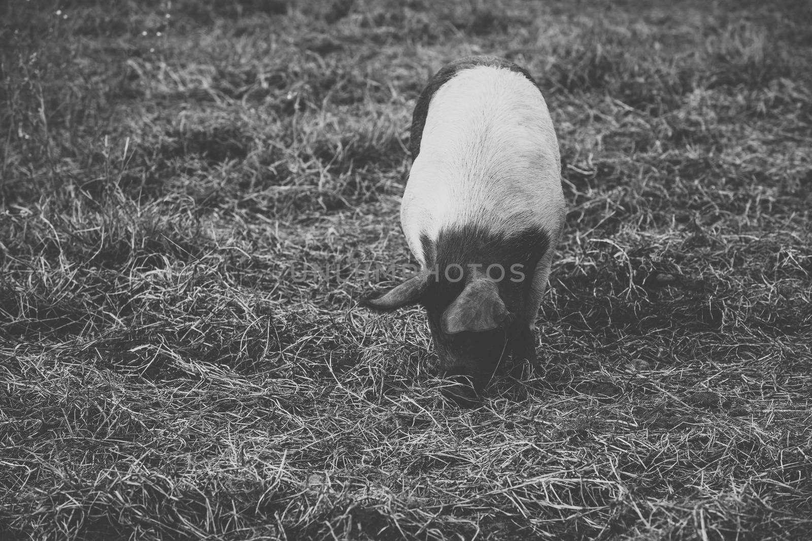 Pig on the farm during the day time.