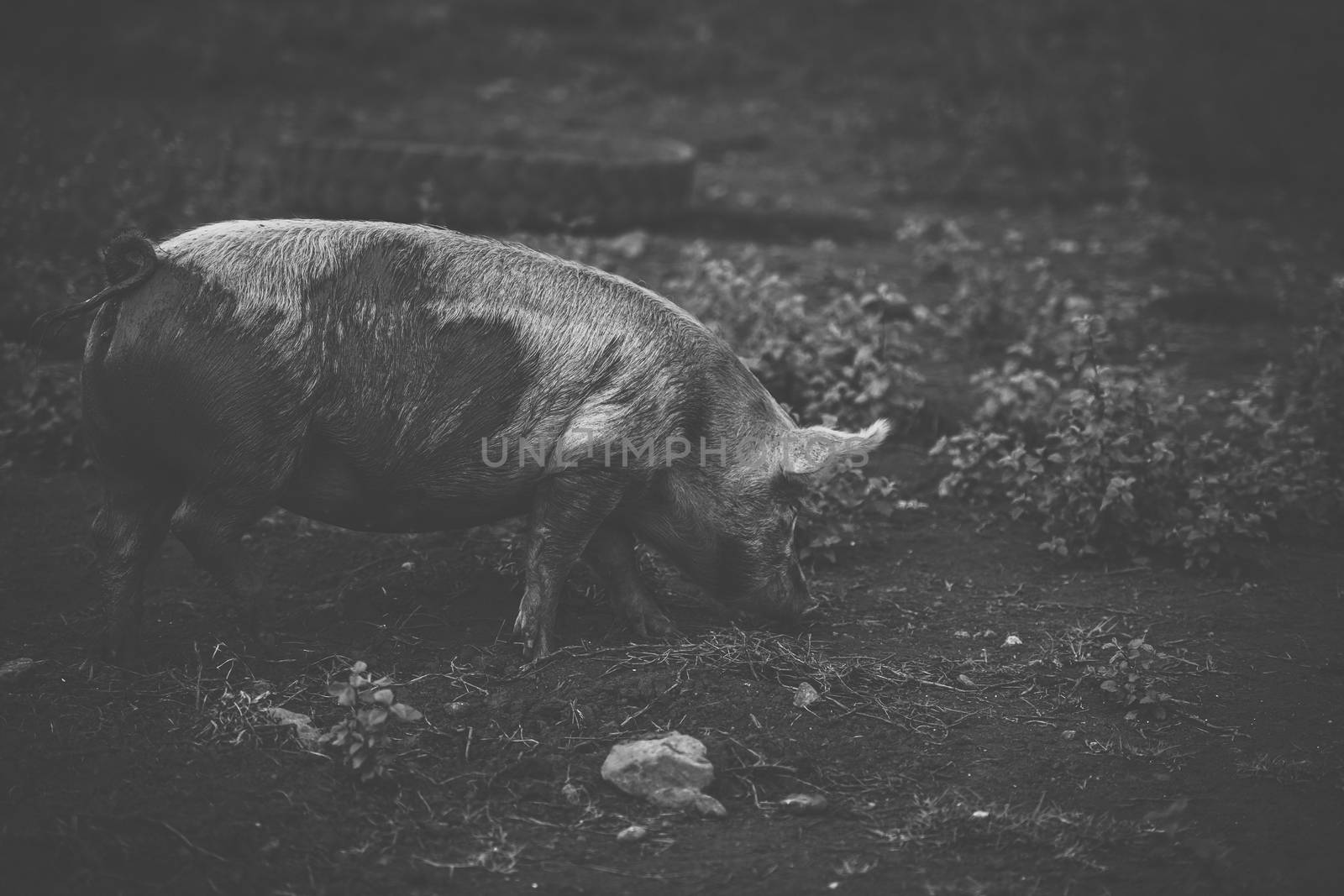 Pig on the farm during the day time.