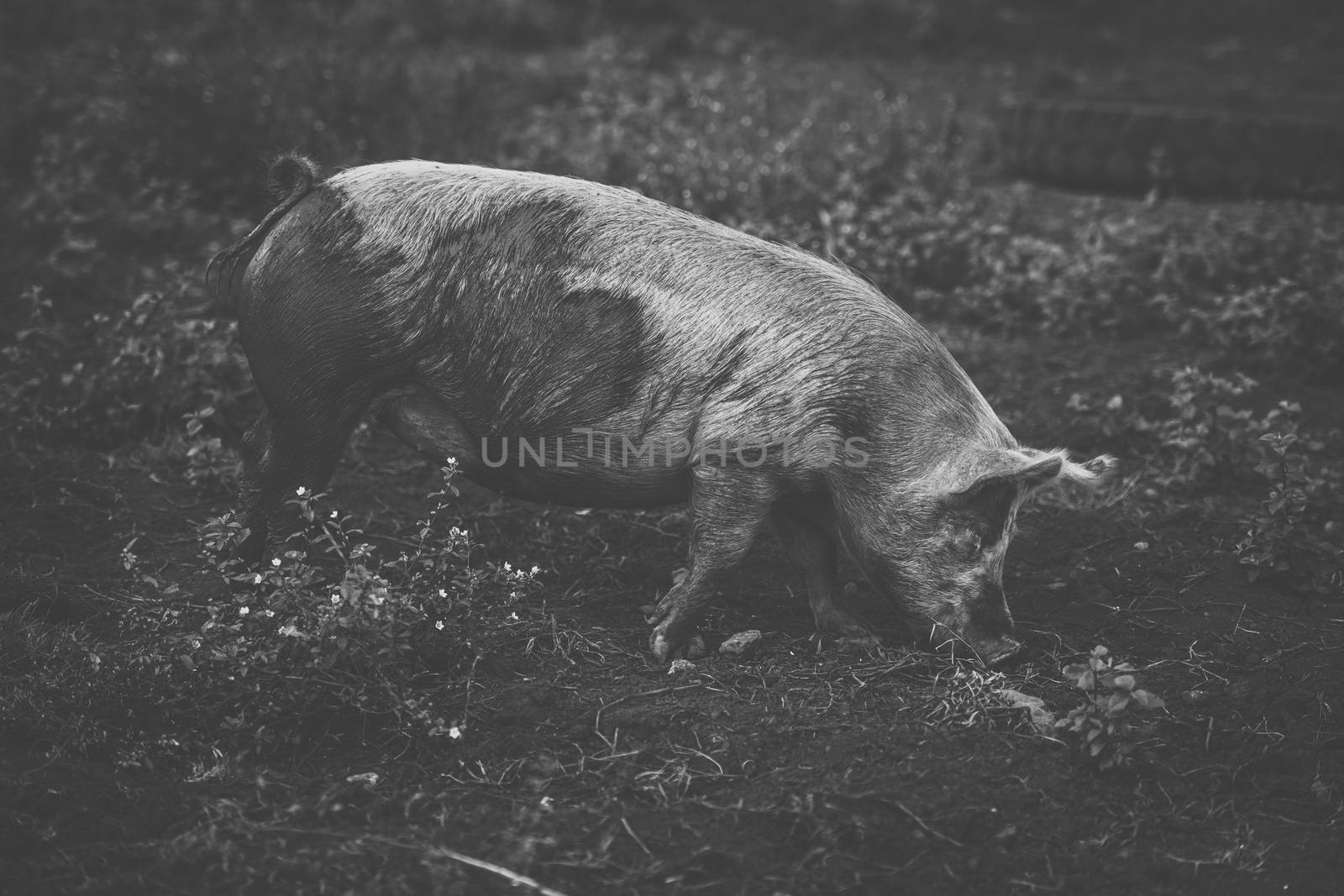 Pig on the farm during the day time.