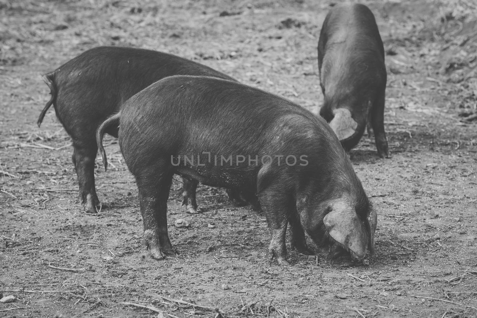 Pig on the farm during the day time.