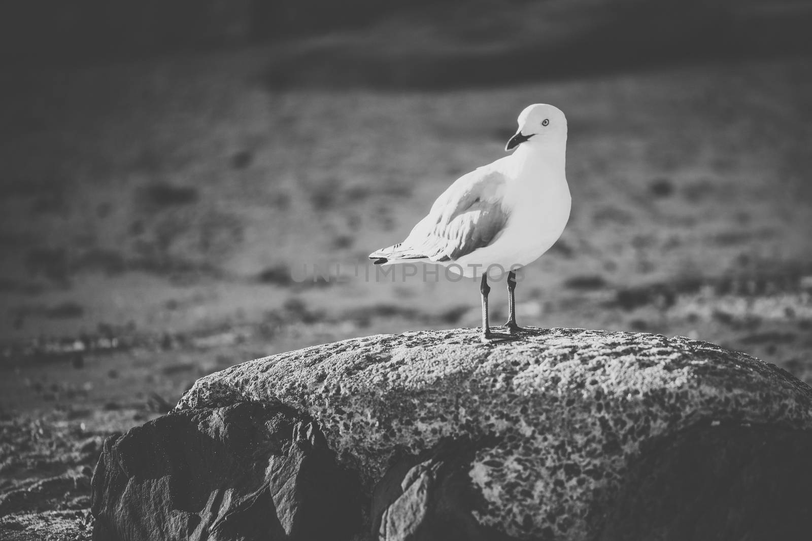 Seagull on the beach. by artistrobd