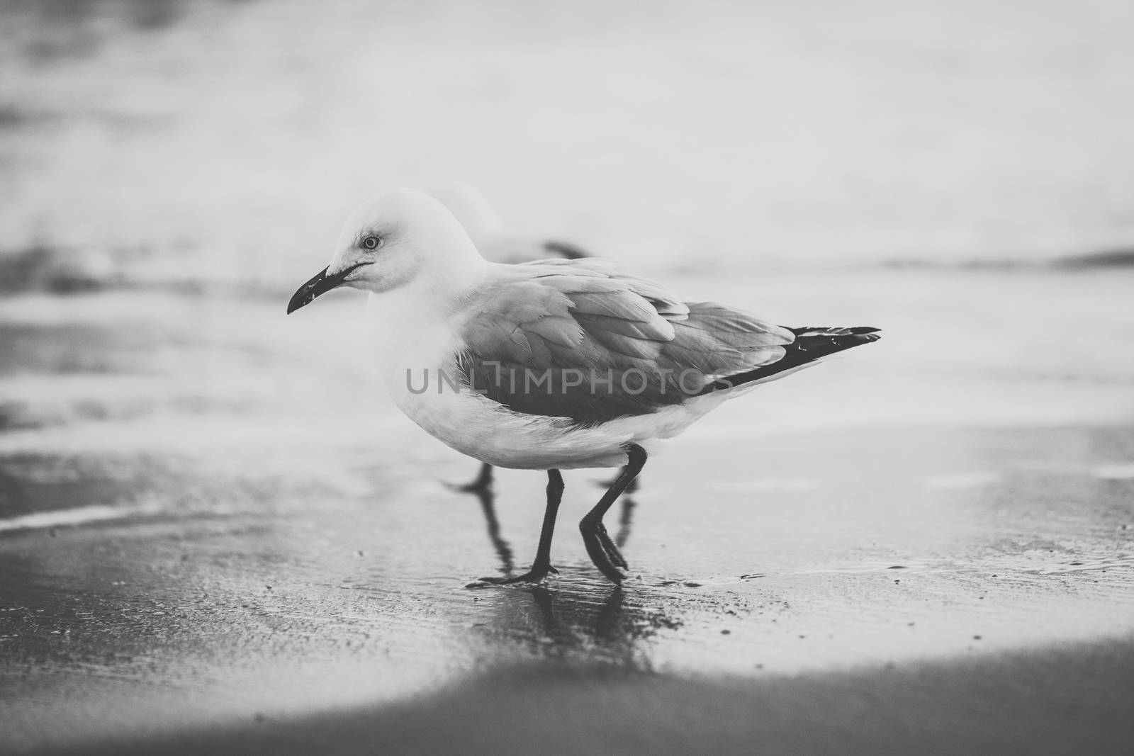 Seagull on the beach during the day time.