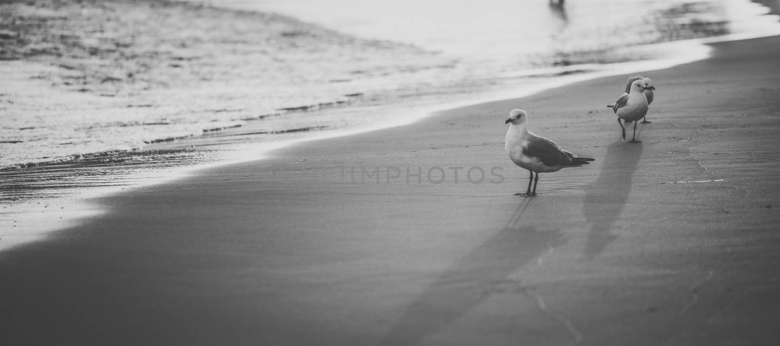 Seagull on the beach. by artistrobd