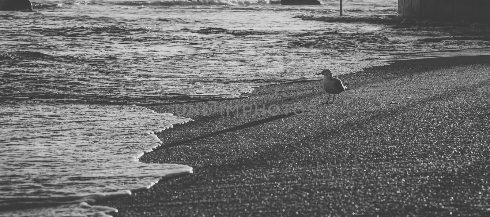 Seagull on the beach during the day time.