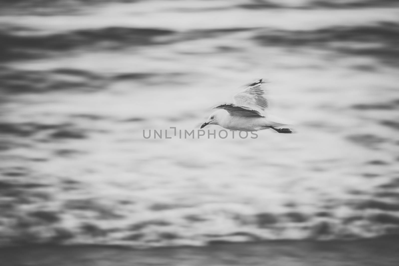 Seagull on the beach during the day time.